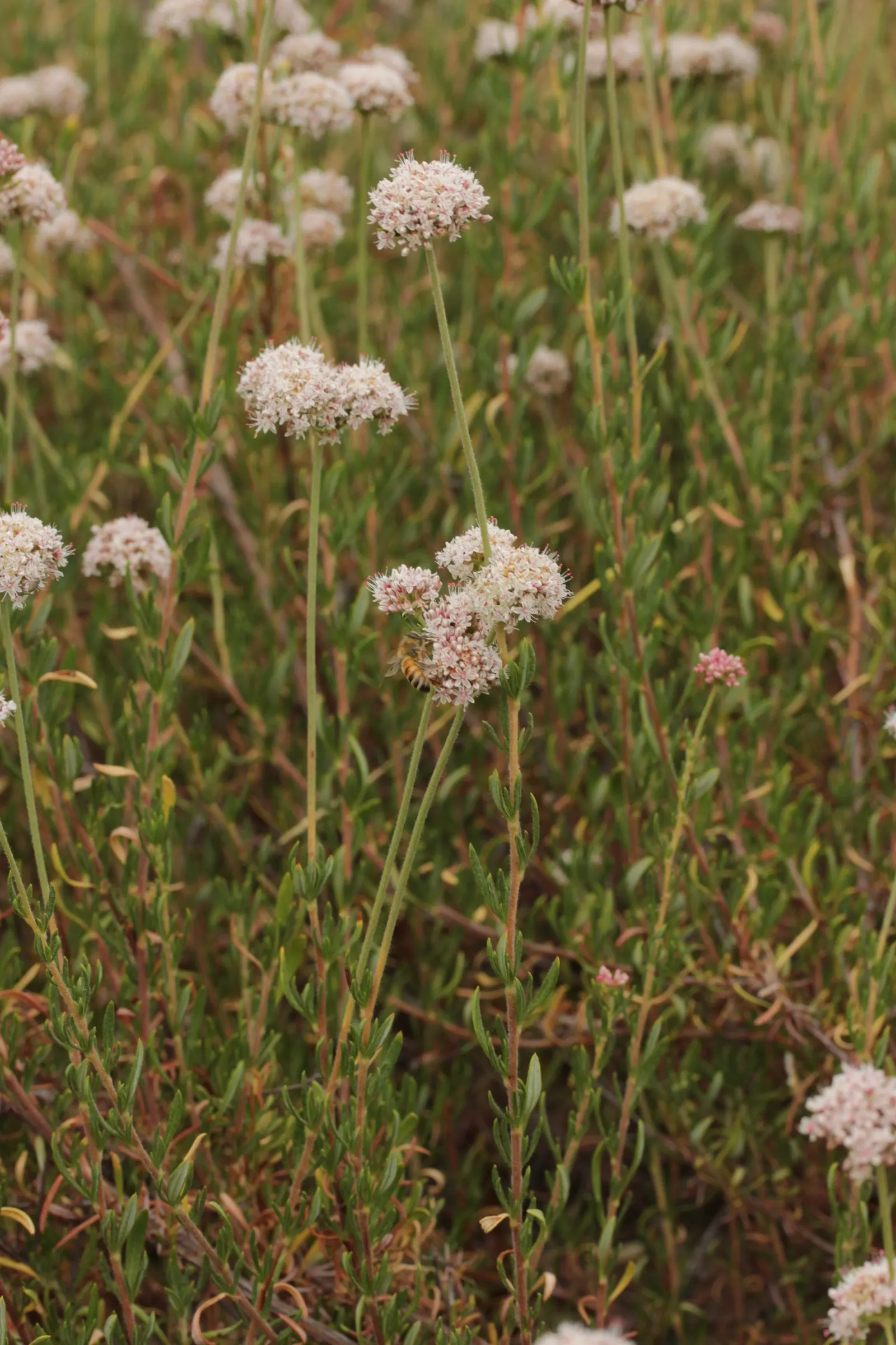 California Buckwheat (Eriogonum Fasciculatum) — aligning perfectly with water-wise landscaping principles