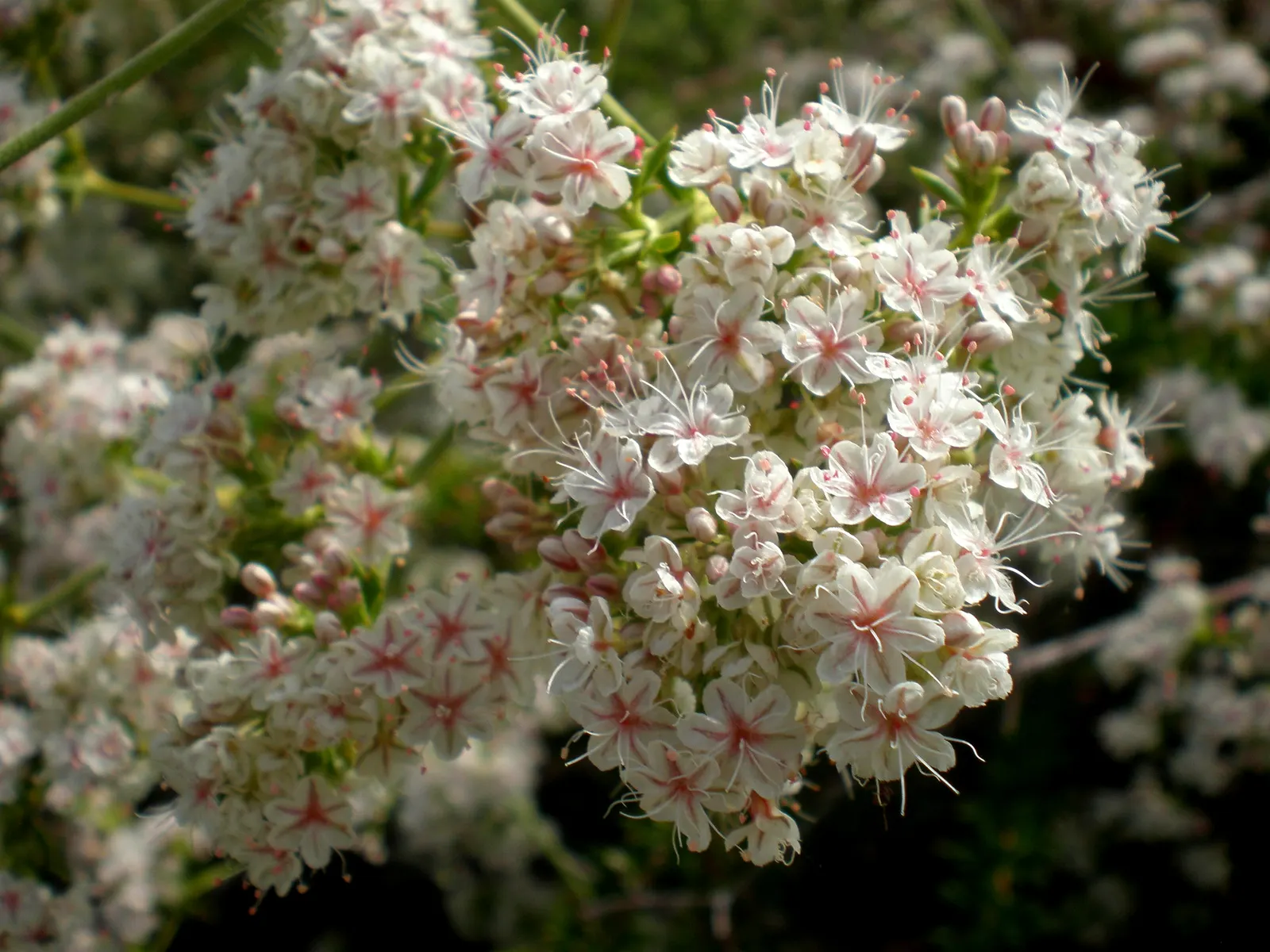 California Buckwheat (Eriogonum Fasciculatum) — evergreen leaves are arranged in tight bundles; growing up to 0.5 inches across, image 69
