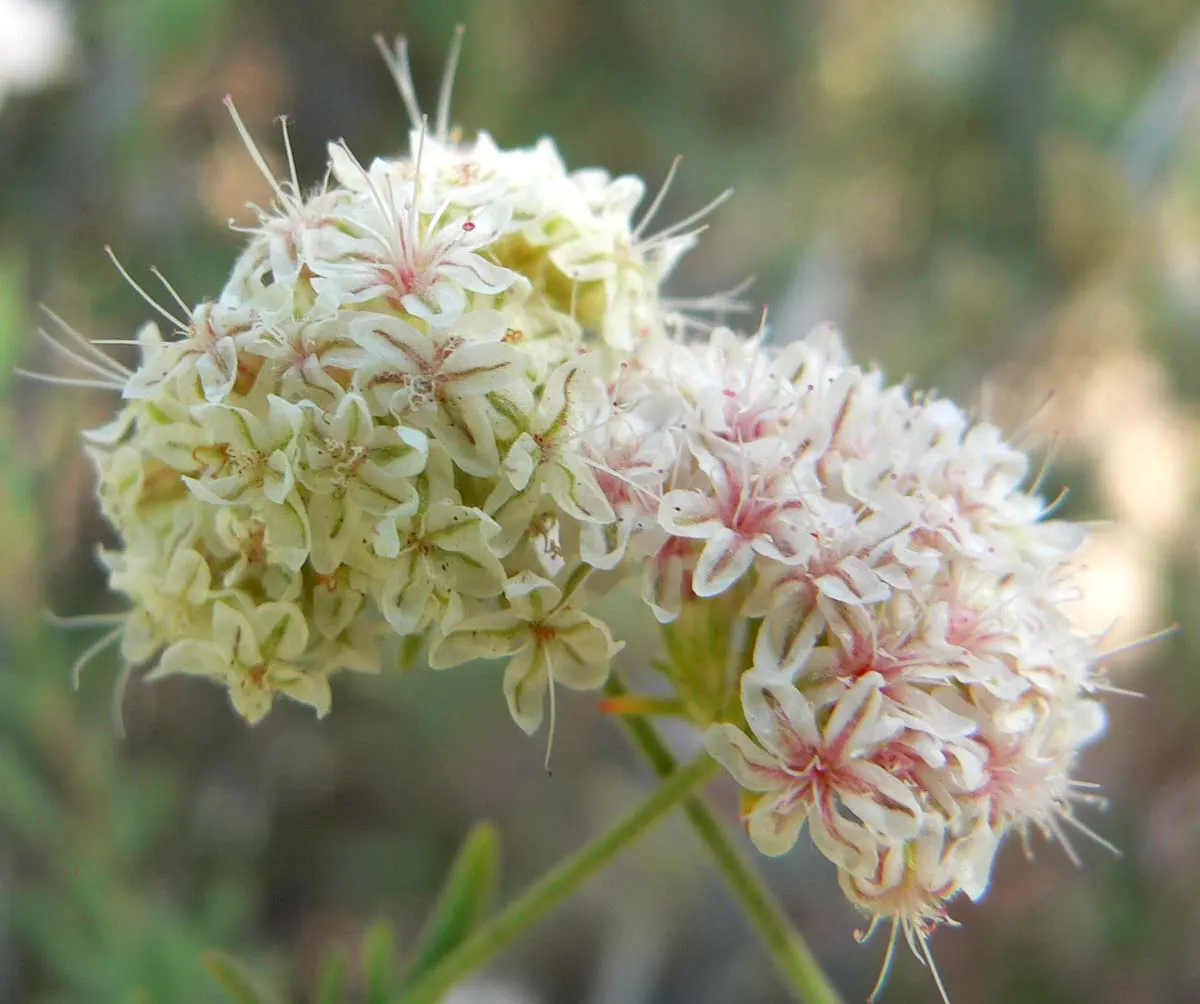 California Buckwheat (Eriogonum Fasciculatum) — This resilient native adapts to various soils, prefers full sun, and is drought-tolerant once established