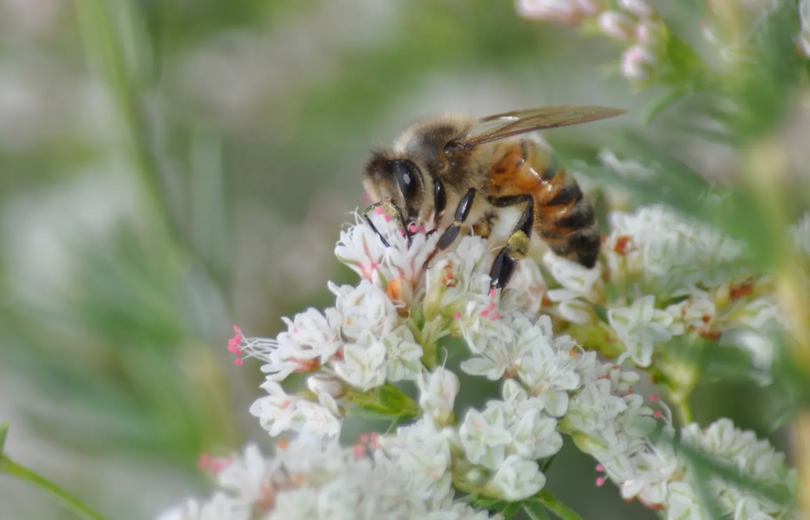 California Buckwheat (Eriogonum Fasciculatum) — This resilient native adapts to various soils, prefers full sun, and is drought-tolerant once, image 63
