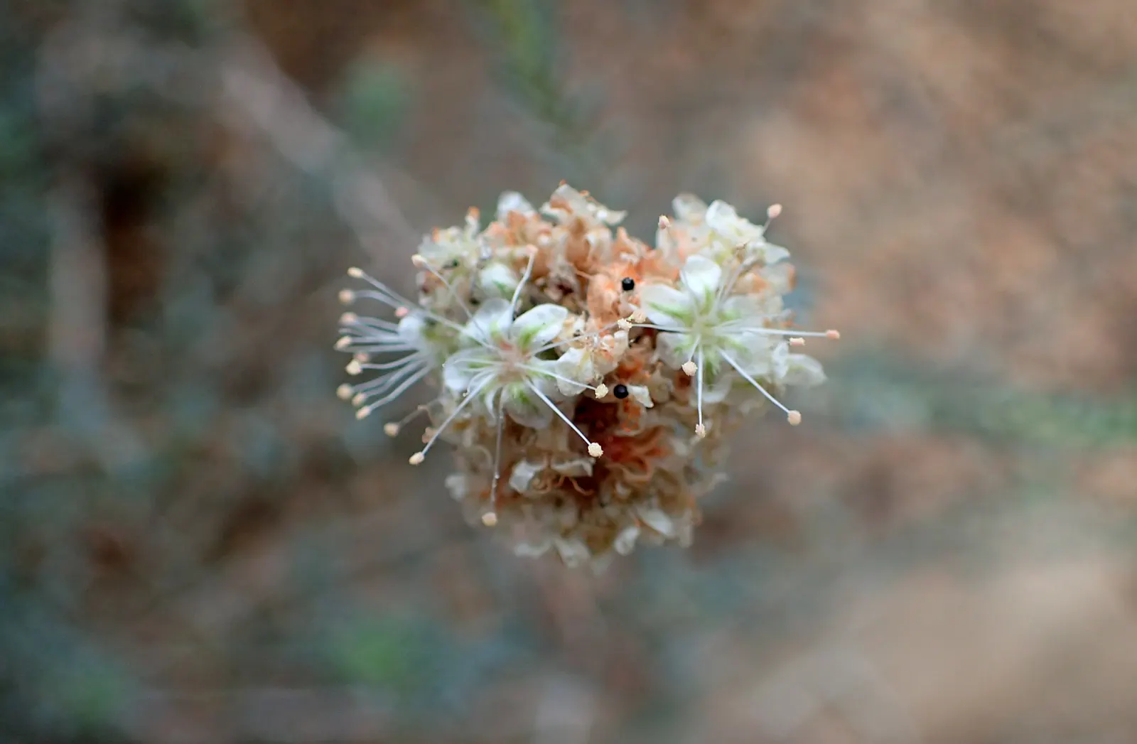California Buckwheat (Eriogonum Fasciculatum) — thriving in USDA zones 7-10; and birds.<br><br>Preferring full sun exposure and thriving in well-drained soils