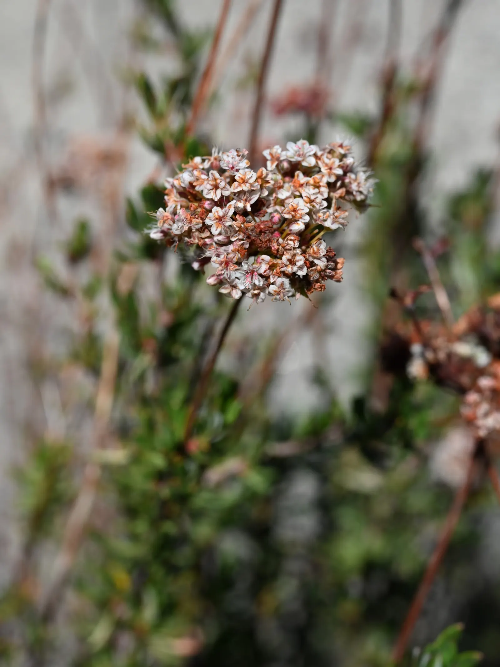 California Buckwheat (Eriogonum Fasciculatum) — in mass plantings for erosion control; it typically reaches 2-3 feet in height and spreads 4-5 feet, image 109