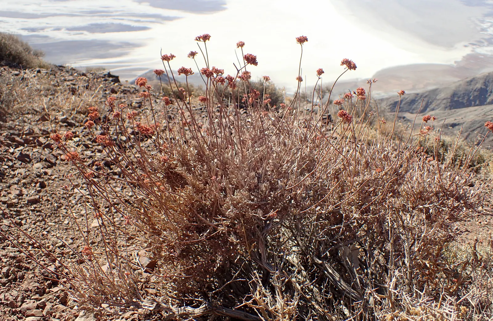 California Buckwheat (Eriogonum Fasciculatum) — Additionally, it can serve as an effective fire-resistant planting when properly maintained, image 82