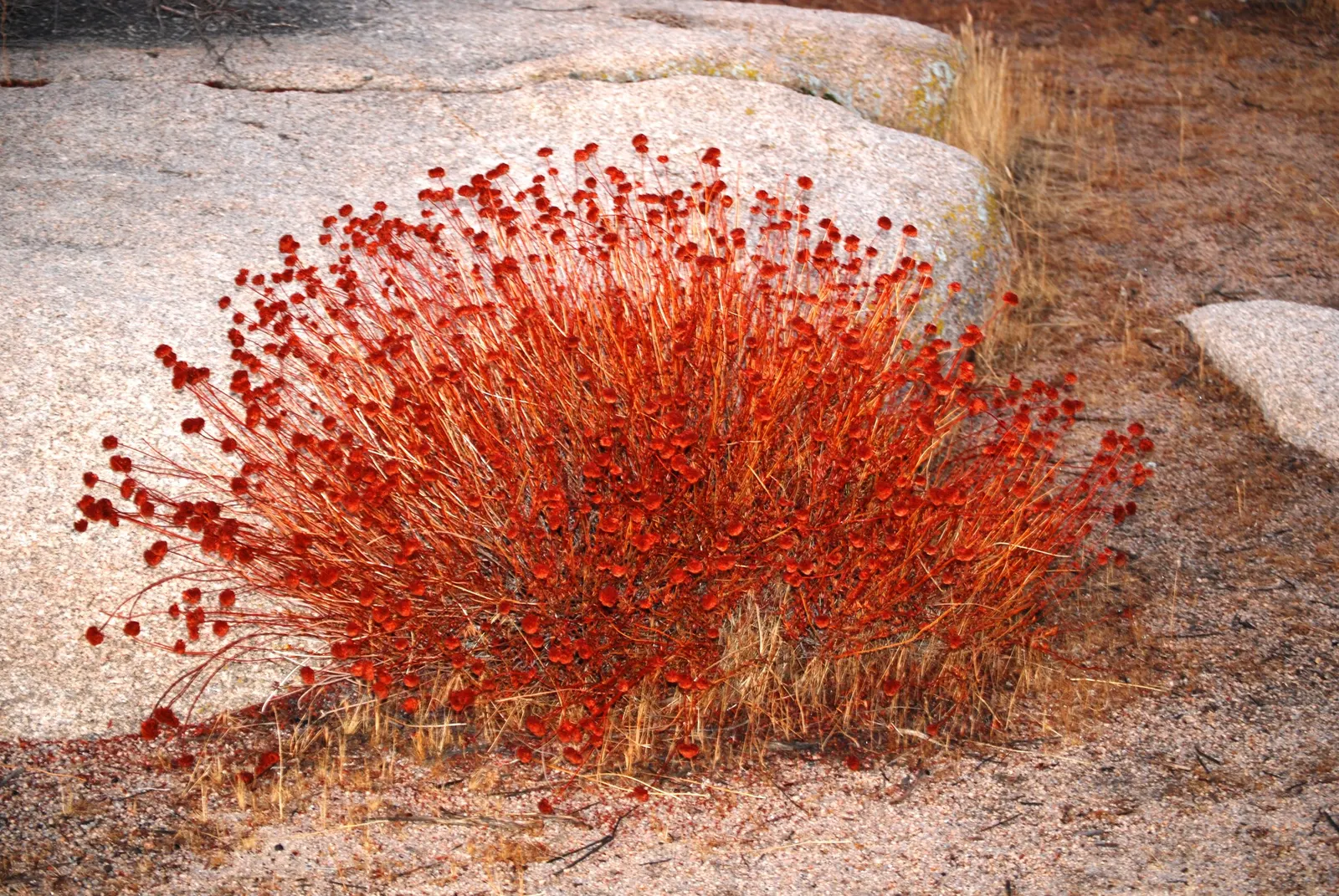 California Buckwheat (Eriogonum Fasciculatum) — Additionally, it can serve as an effective fire-resistant planting when properly maintained; aligning perfectly