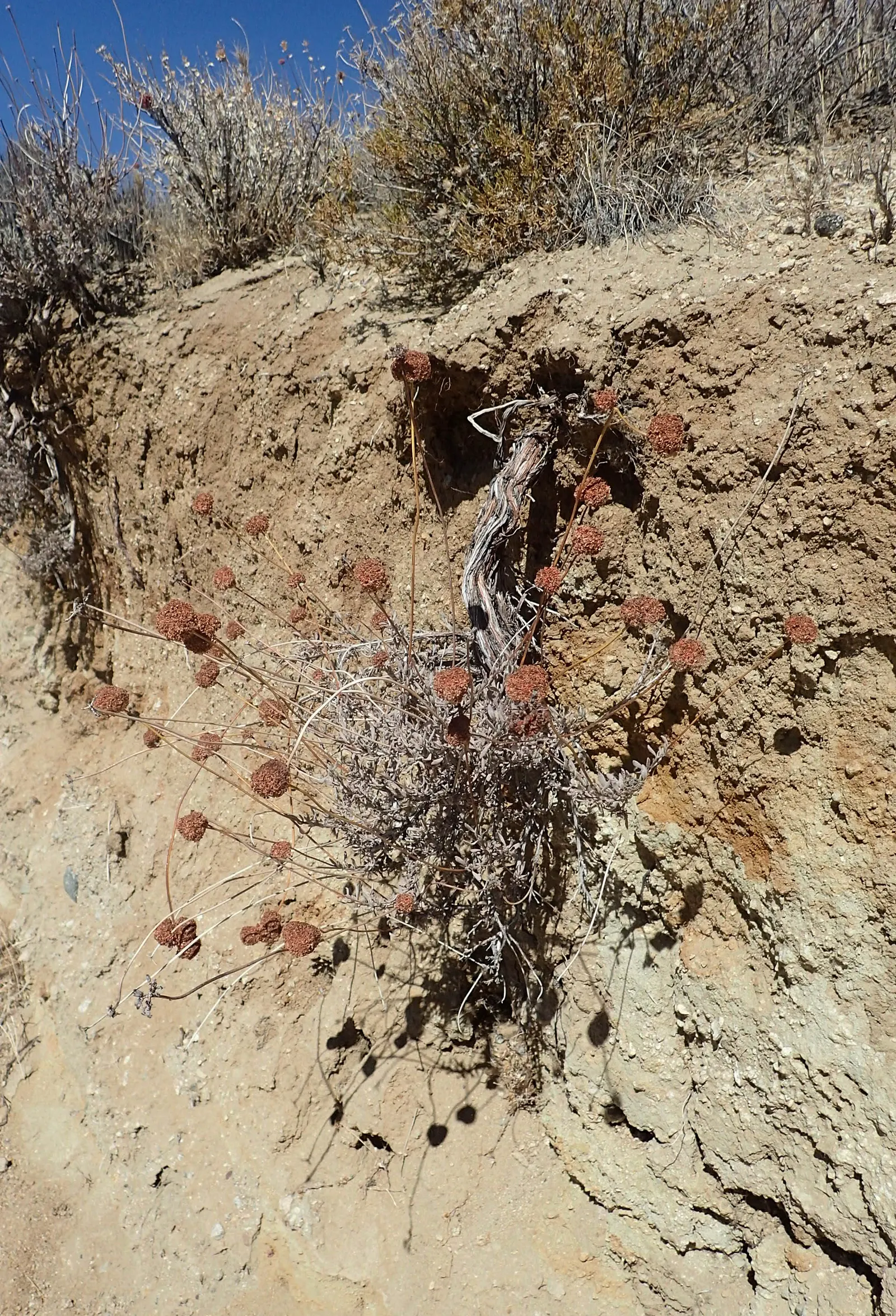 California Buckwheat (Eriogonum Fasciculatum) — It features clusters of white to pink flowers, which bloom from June to October, attracting pollinators