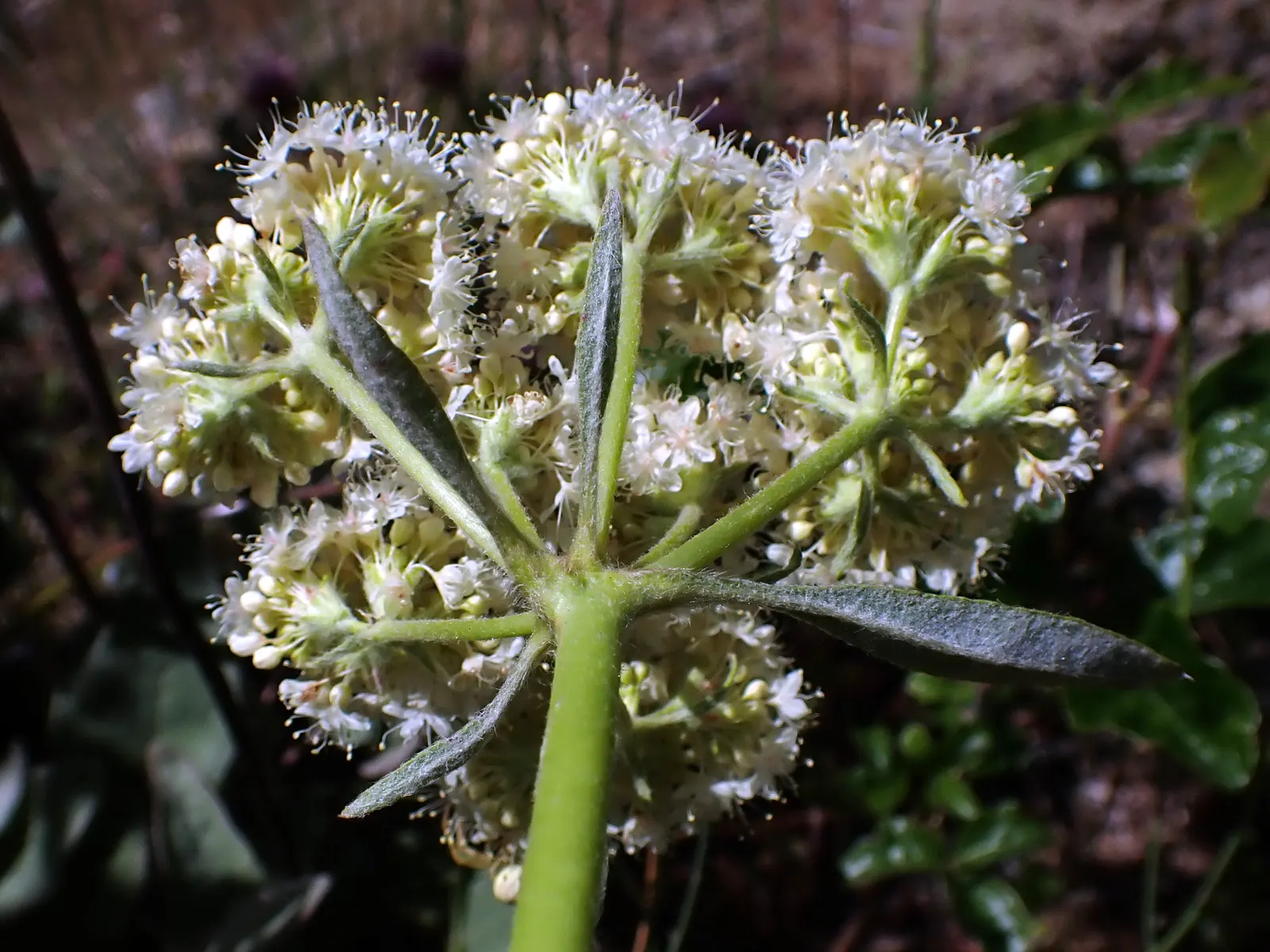 California Buckwheat (Eriogonum Fasciculatum) — in mass plantings for erosion control