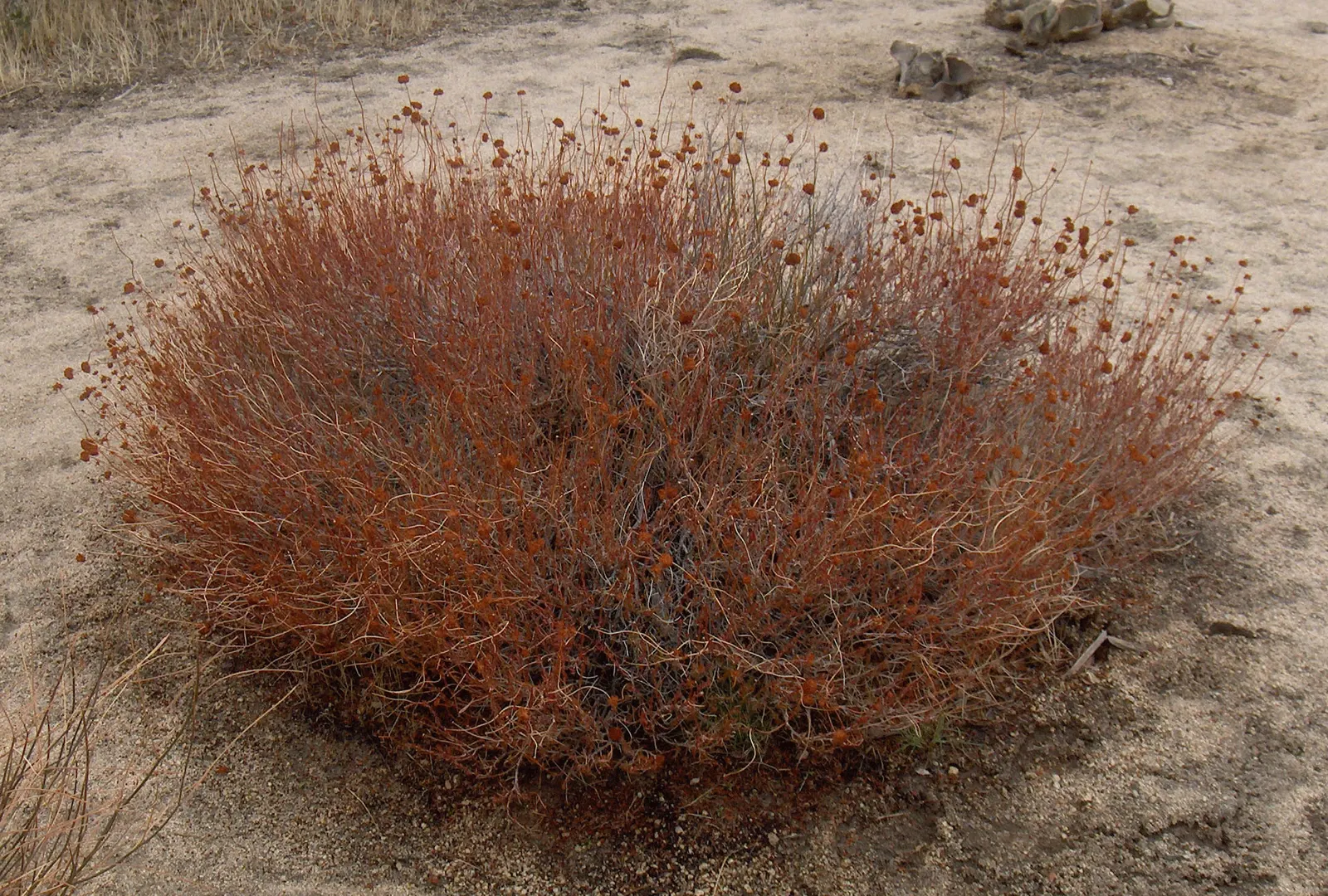 California Buckwheat (Eriogonum Fasciculatum) — reaching heights of 2 to 4 feet and spreading as wide as 4 to 5 feet; drought-tolerant perennial, image 68
