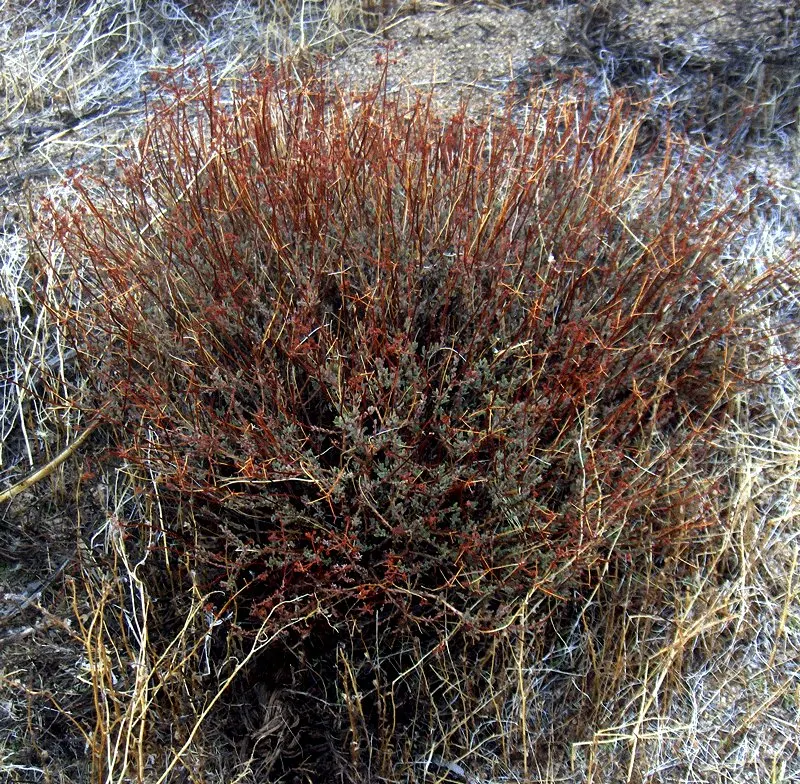 California Buckwheat (Eriogonum Fasciculatum) — This resilient native adapts to various soils, prefers full sun, and is drought-tolerant once, image 121