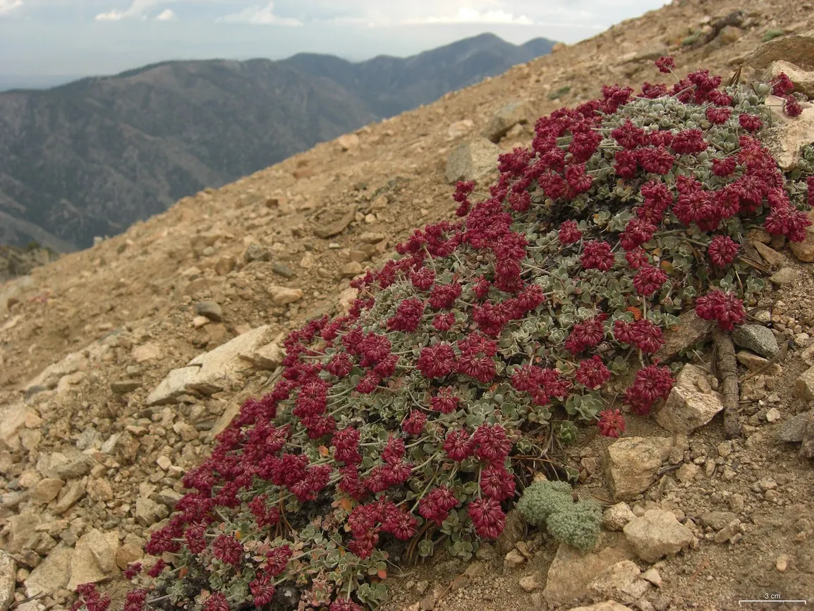 California Buckwheat (Eriogonum Fasciculatum) — California Buckwheat is an exceptional choice for creating a sustainable and enchanting garden space; this
