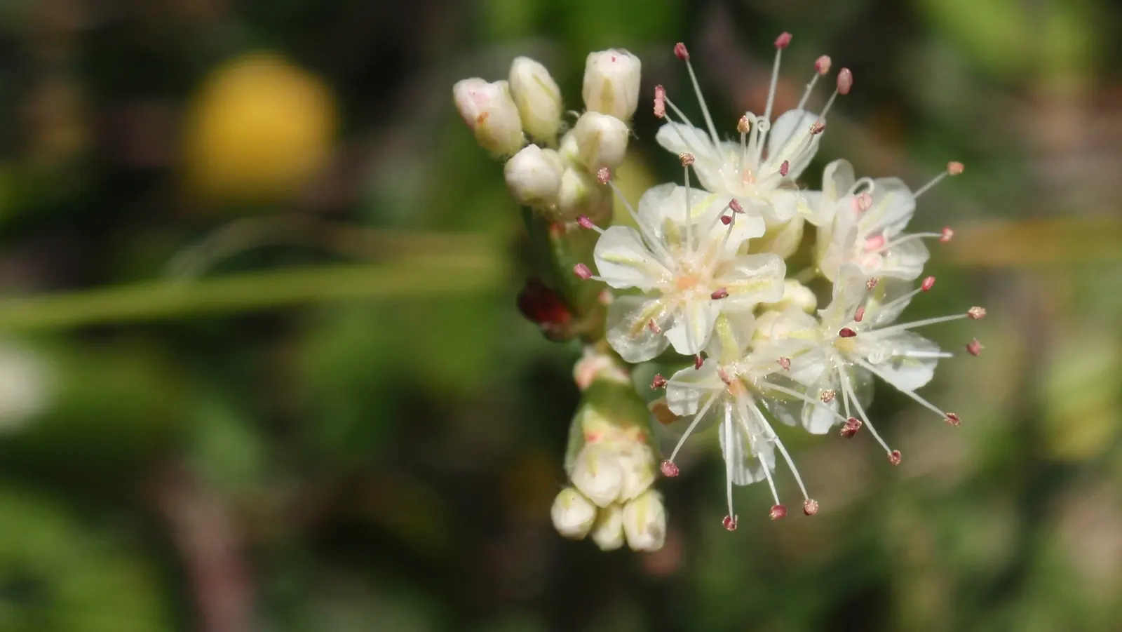 California Buckwheat (Eriogonum Fasciculatum) — reaching heights of 2 to 4 feet and spreading as wide as 4 to 5 feet; drought-tolerant perennial establishes
