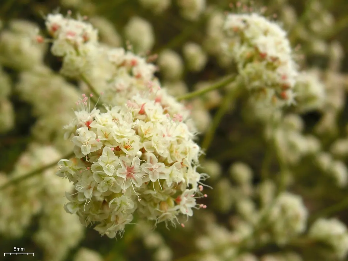California Buckwheat (Eriogonum Fasciculatum) — With its ecological benefits and low maintenance; pink and white flowers in the garden, image 112