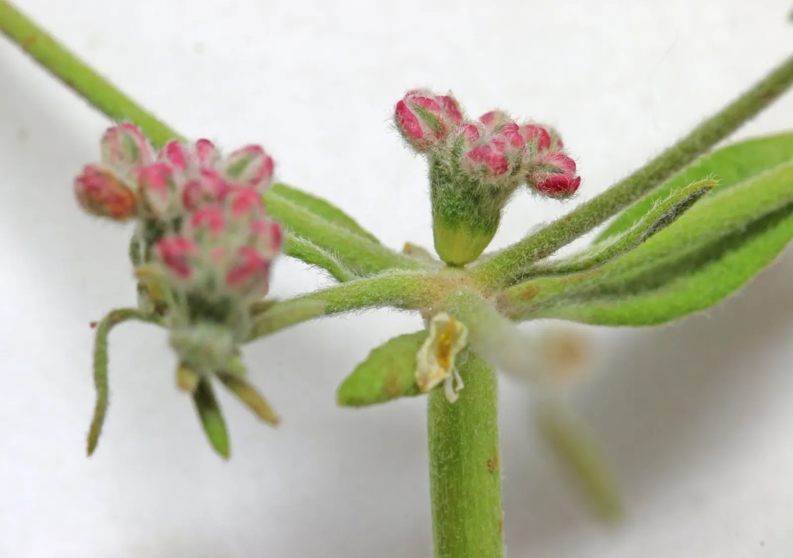 California Buckwheat (Eriogonum Fasciculatum) — shrub with pink and white blooms; eriogonum fasciculatum's water requirement is minimal once, image 86