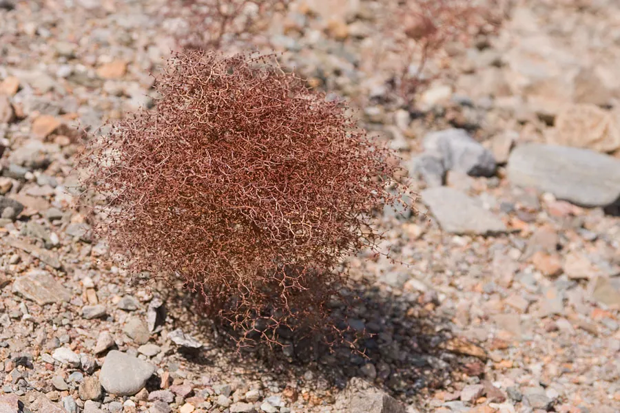 California Buckwheat (Eriogonum Fasciculatum) — evergreen leaves are arranged in tight bundles