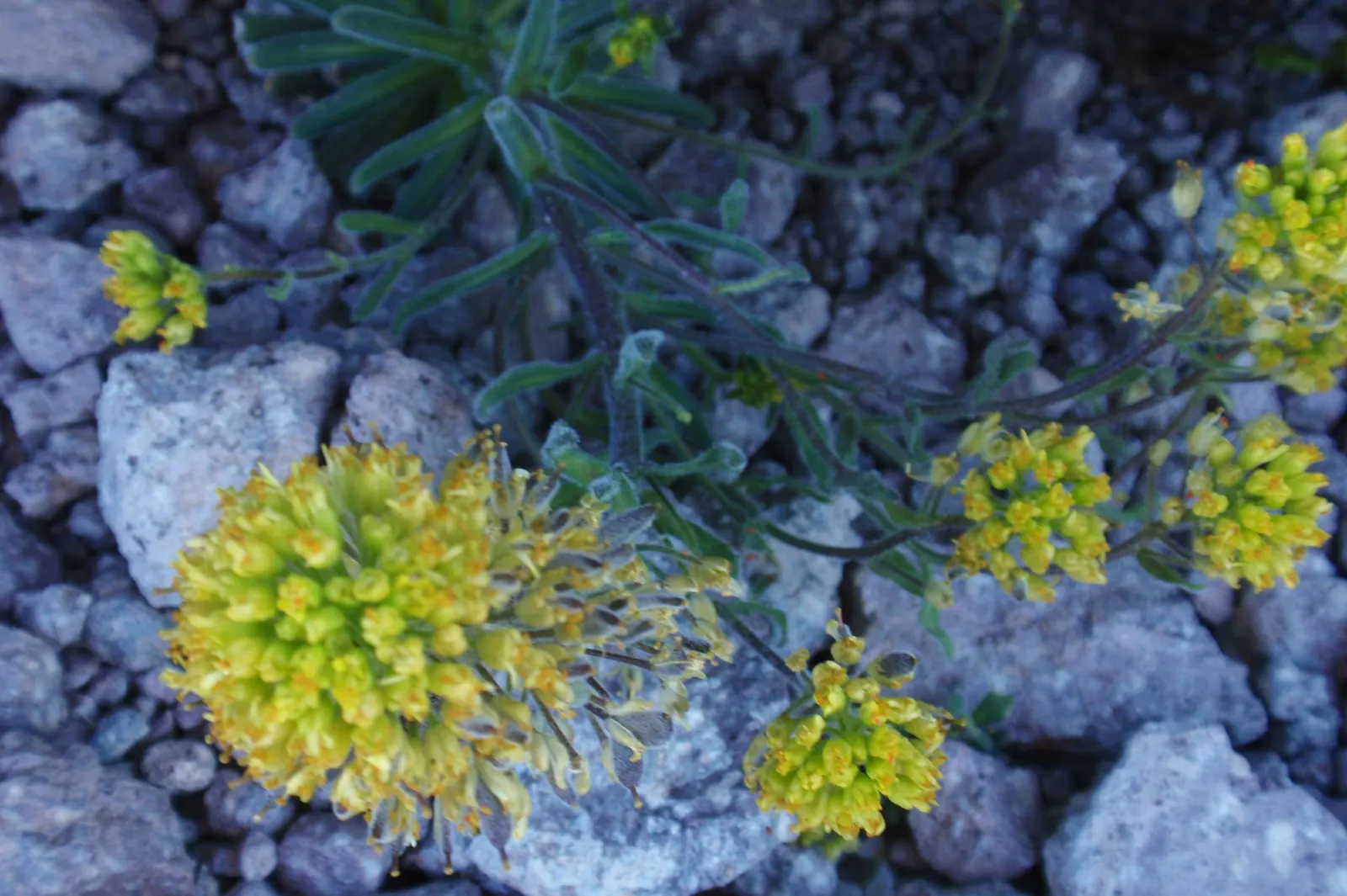 California Buckwheat (Eriogonum Fasciculatum) — or as a resilient border that invites local fauna; the California Buckwheat blooms profusely from late spring