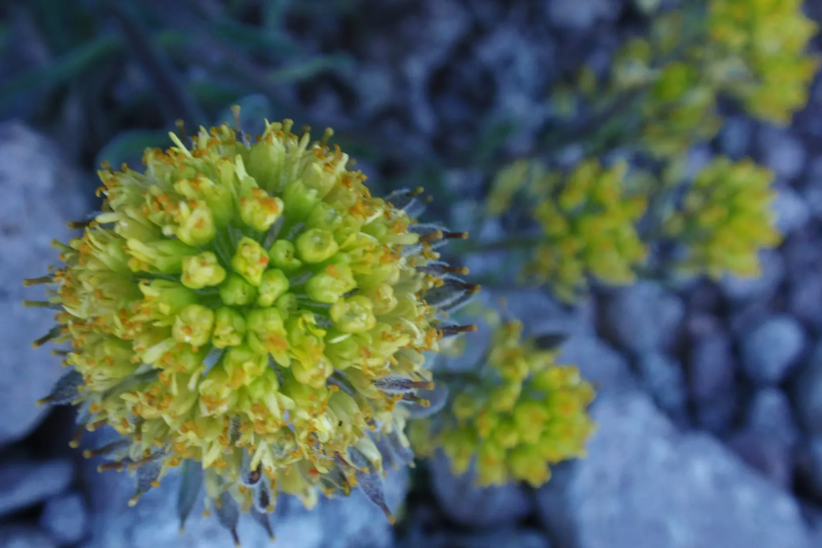 California Buckwheat (Eriogonum Fasciculatum) — California Buckwheat is an exceptional choice for creating a sustainable and enchanting garden space