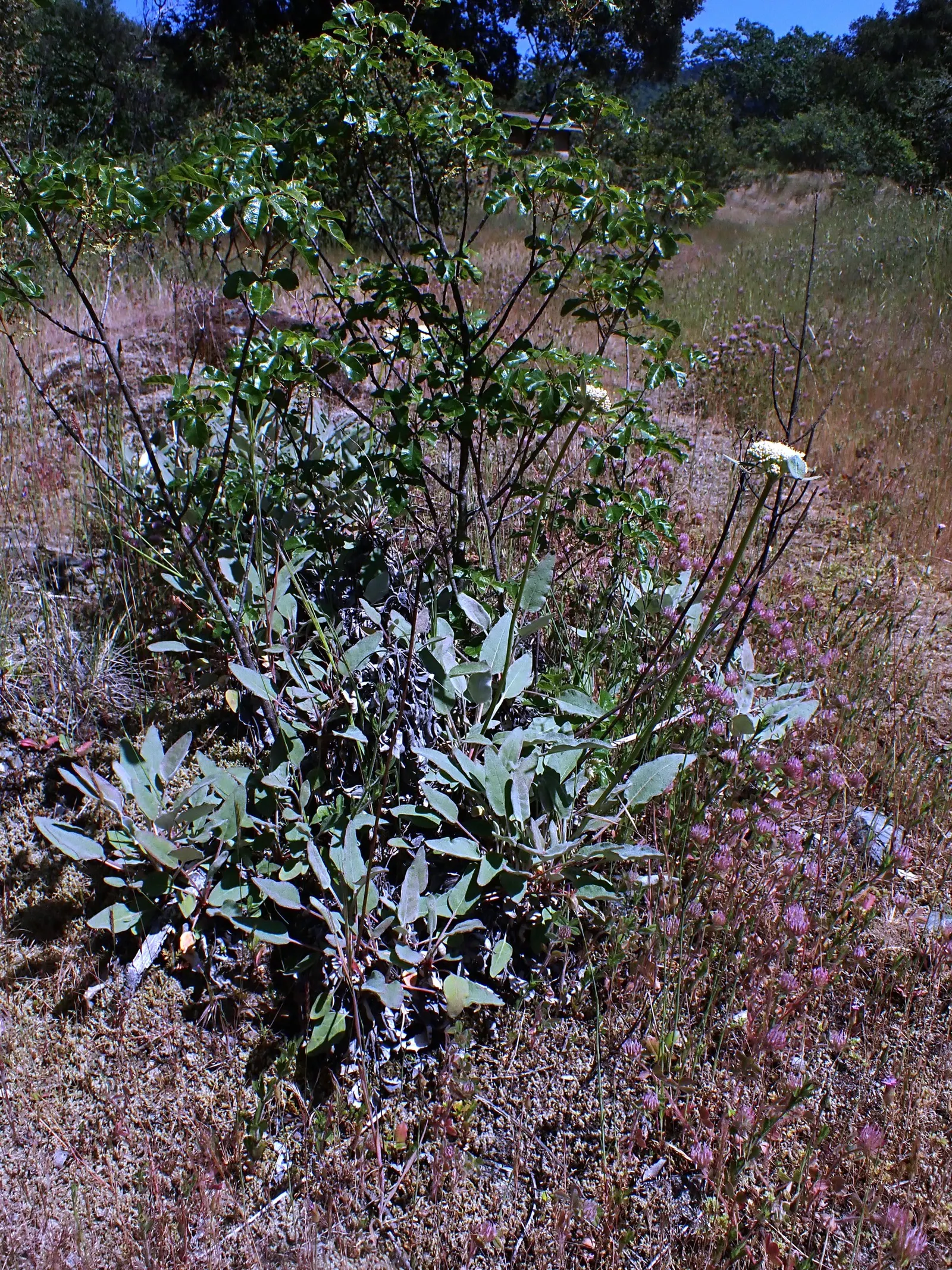 California Buckwheat (Eriogonum Fasciculatum) — with a unique attribute of being green above and white to rust-colored beneath; or as a resilient, image 99
