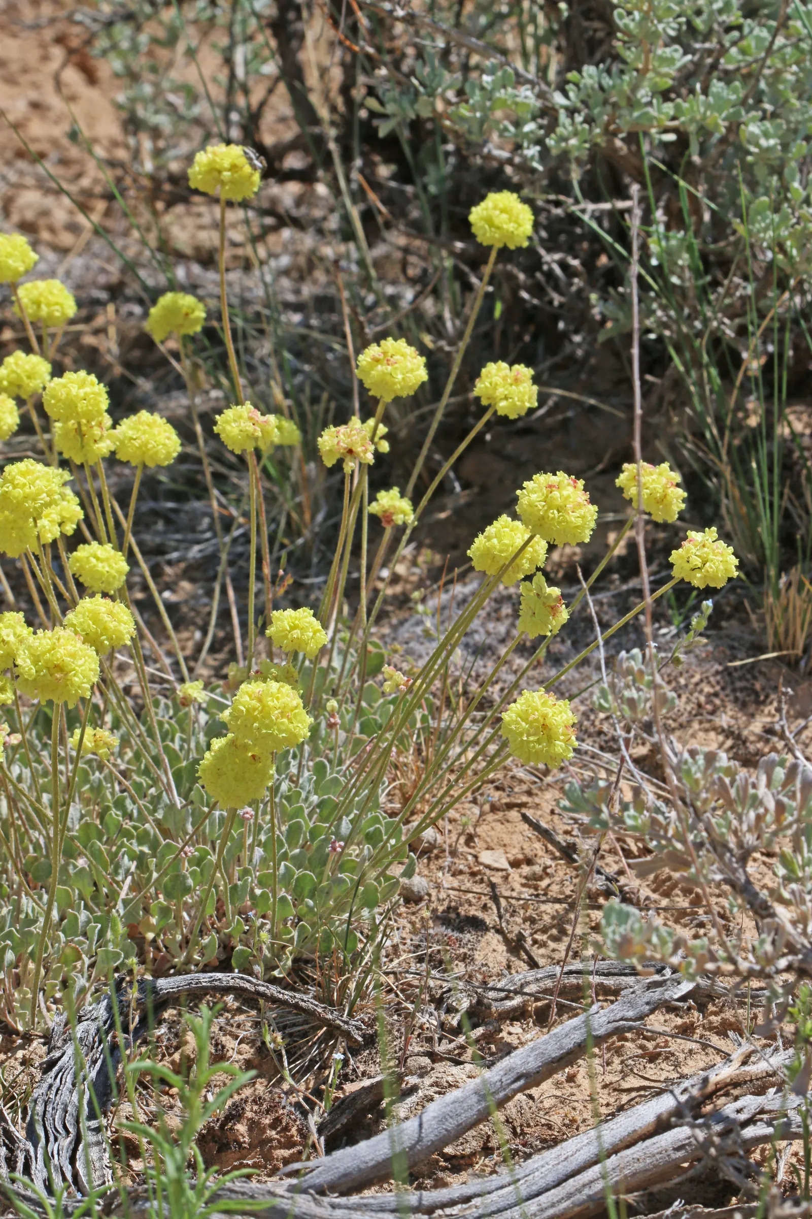 California Buckwheat (Eriogonum Fasciculatum) — commonly known as California Buckwheat