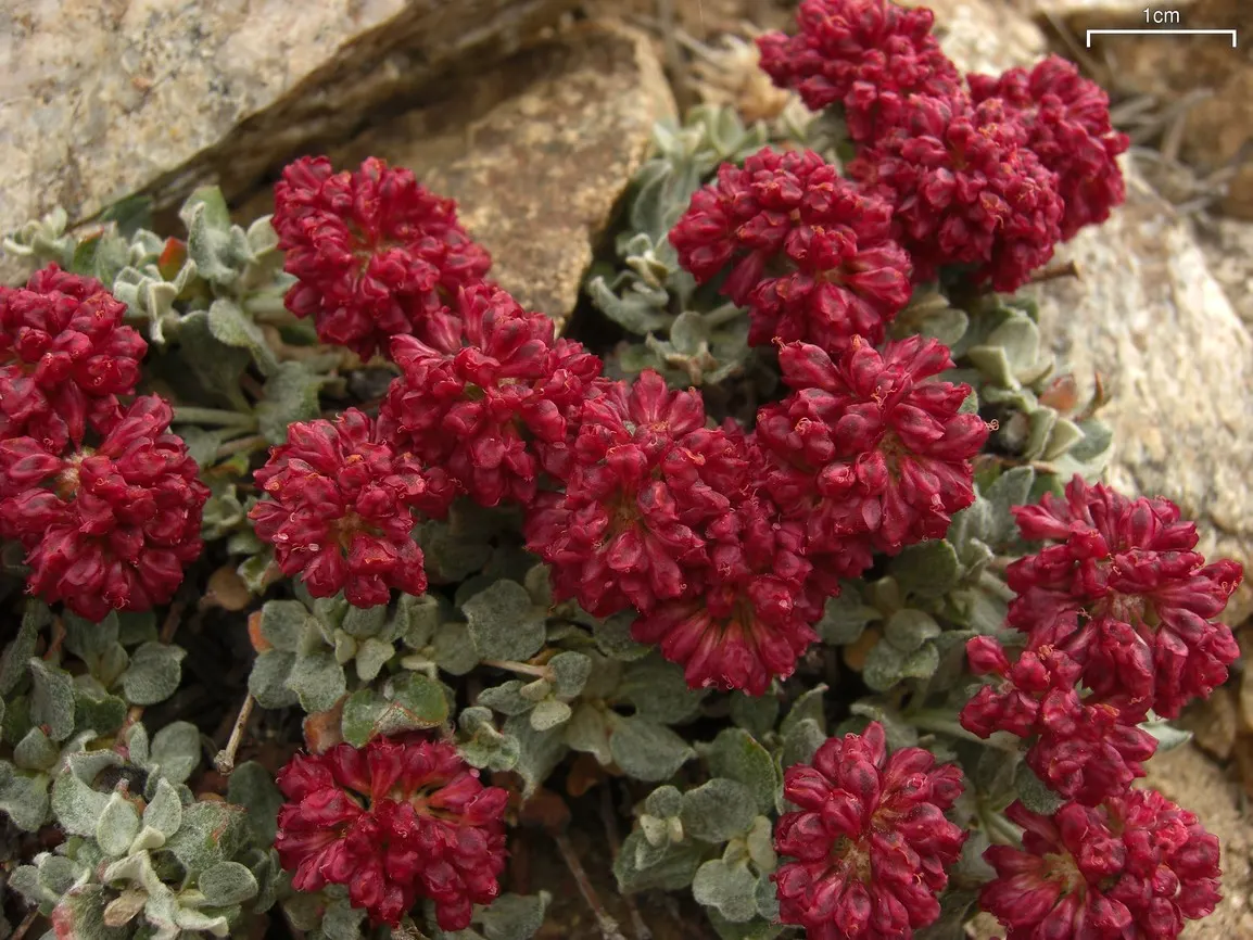 California Buckwheat (Eriogonum Fasciculatum) — pink and white flowers in the garden; with a unique attribute of being green above and white to, image 85