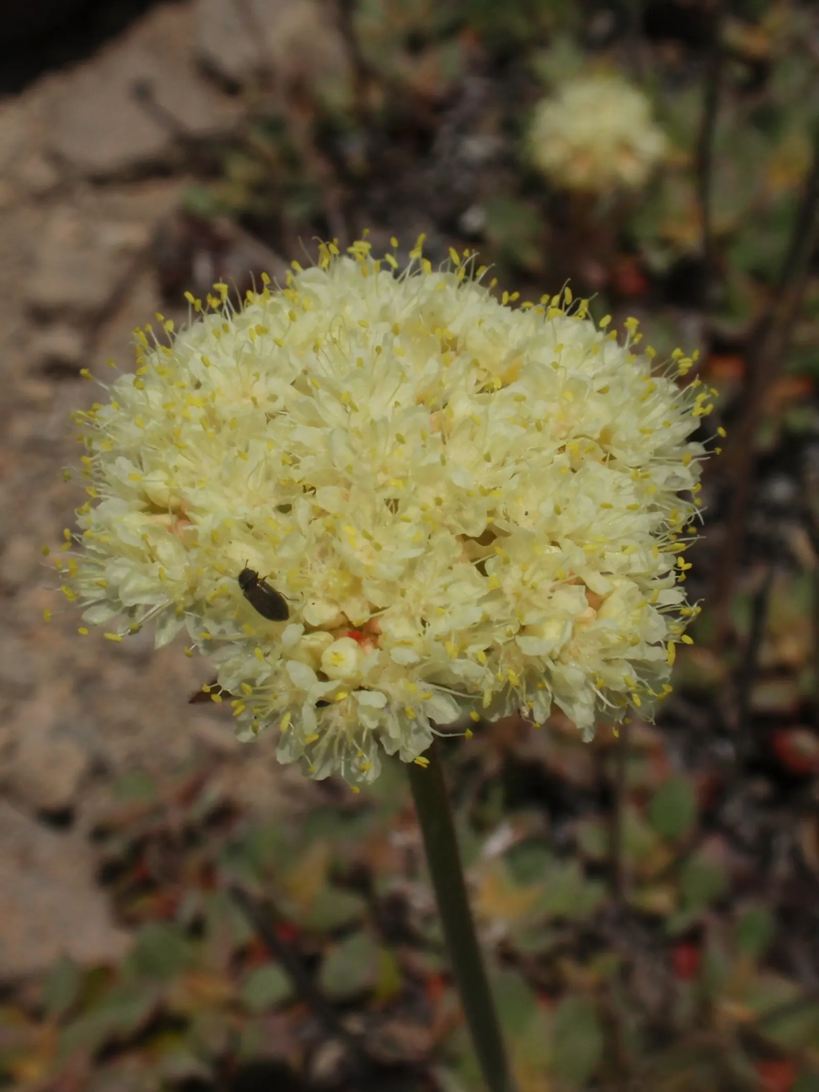 California Buckwheat (Eriogonum Fasciculatum) — thriving in USDA zones 7-10; and birds.<br><br>Preferring full sun exposure and thriving in, image 61