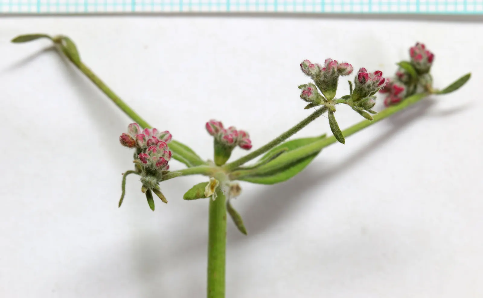 California Buckwheat (Eriogonum Fasciculatum) — scientifically known as Eriogonum fasciculatum; additionally, it can serve as an effective fire-resistant