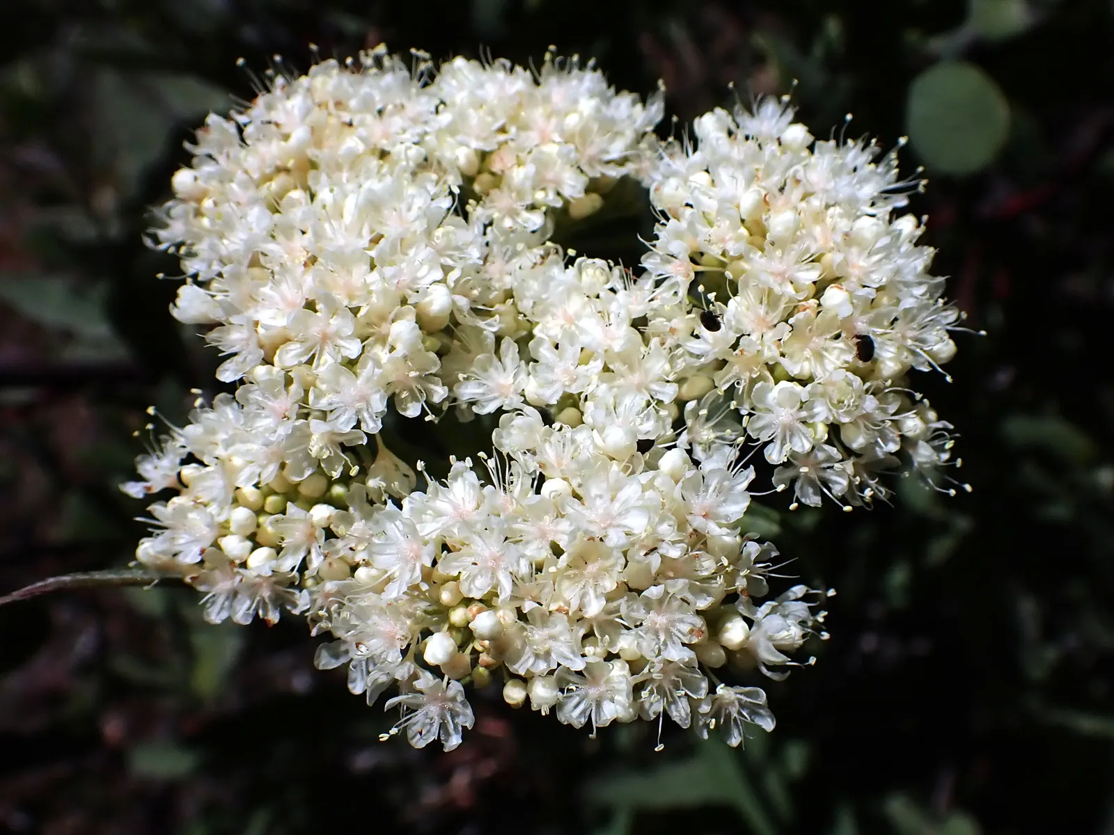 California Buckwheat (Eriogonum Fasciculatum) — commonly known as California Buckwheat; it features clusters of white to pink flowers, which bloom, image 117