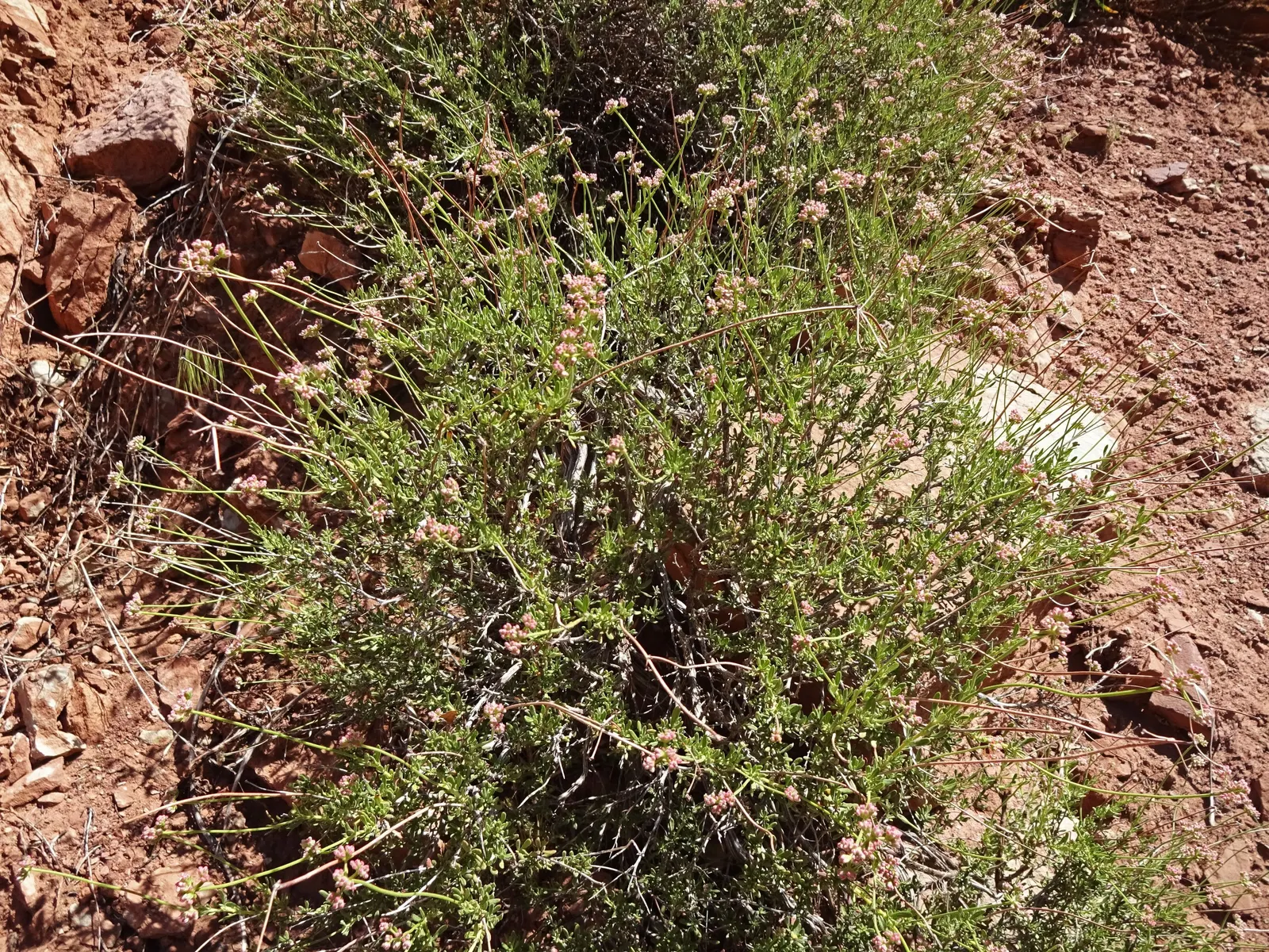 California Buckwheat (Eriogonum Fasciculatum) — It typically reaches 2-3 feet in height and spreads 4-5 feet; reaching heights of 2 to 4 feet and, image 93