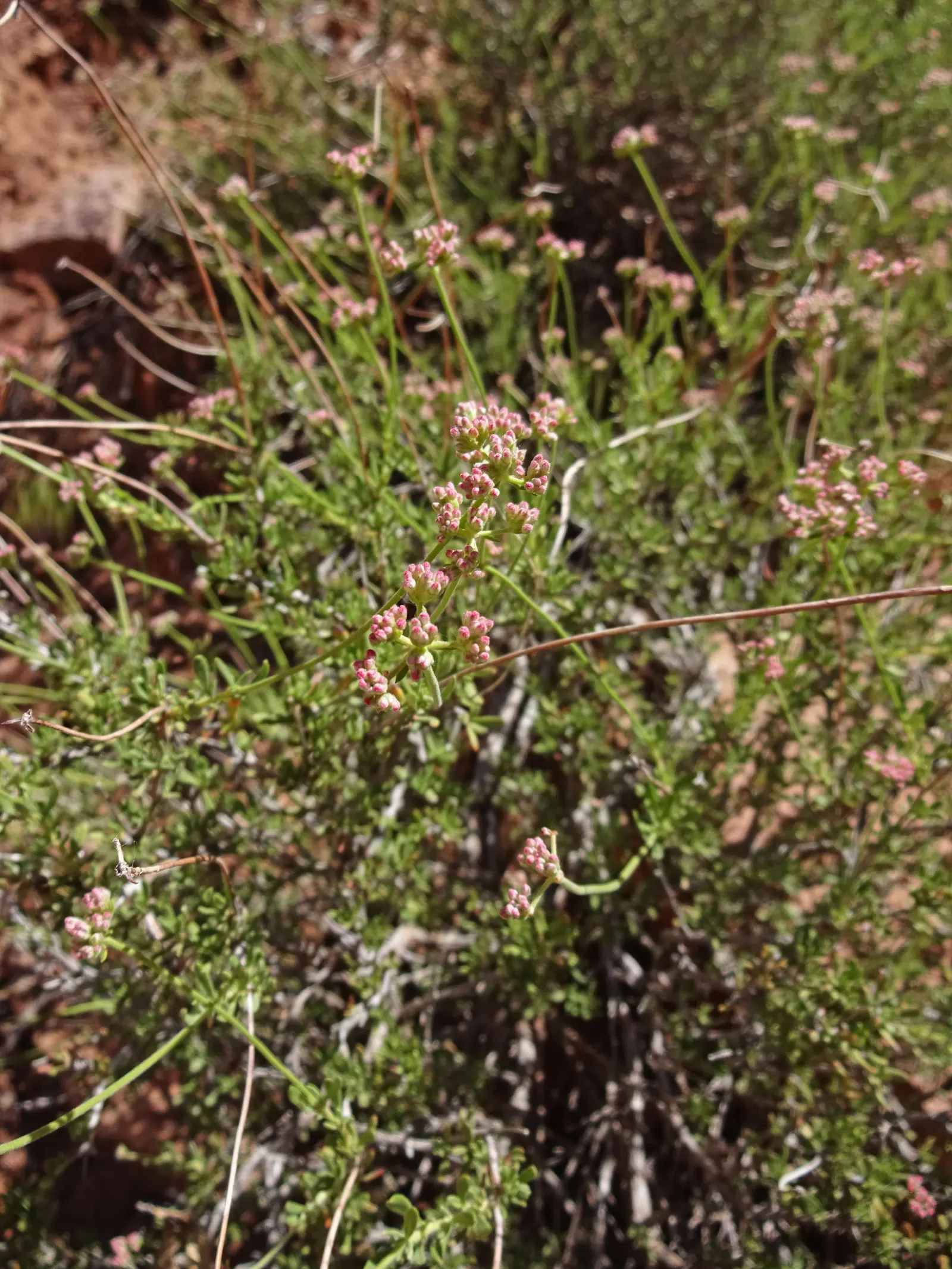 California Buckwheat (Eriogonum Fasciculatum) — or as a resilient border that invites local fauna; the California Buckwheat blooms profusely from, image 110