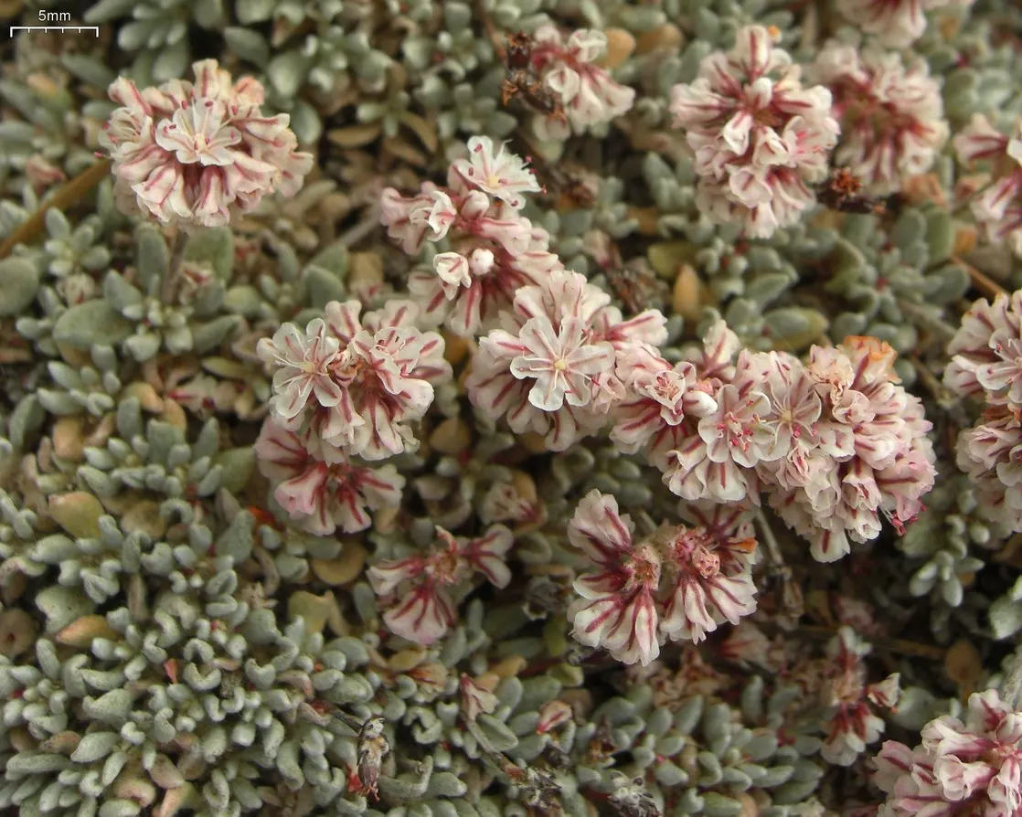 California Buckwheat (Eriogonum Fasciculatum) — offering excellent ground cover and erosion control