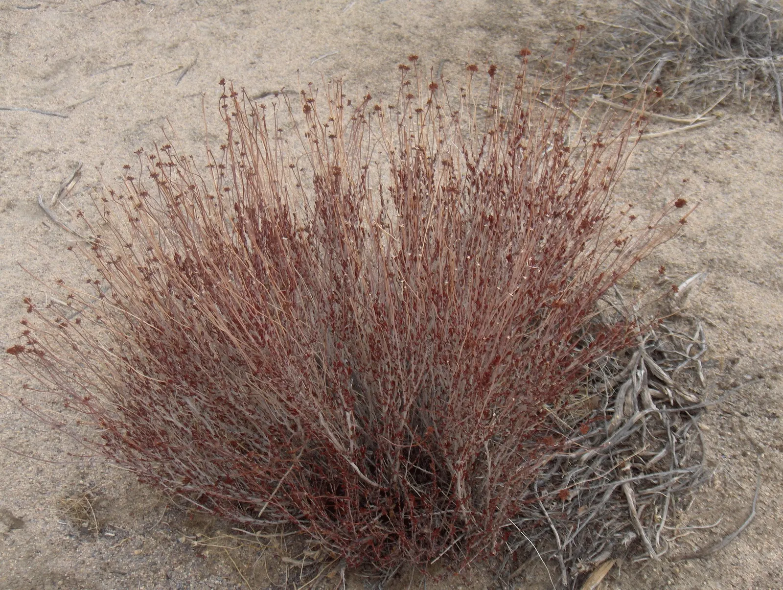 California Buckwheat (Eriogonum Fasciculatum) — adding visual interest and an evolving palette of color, image 73