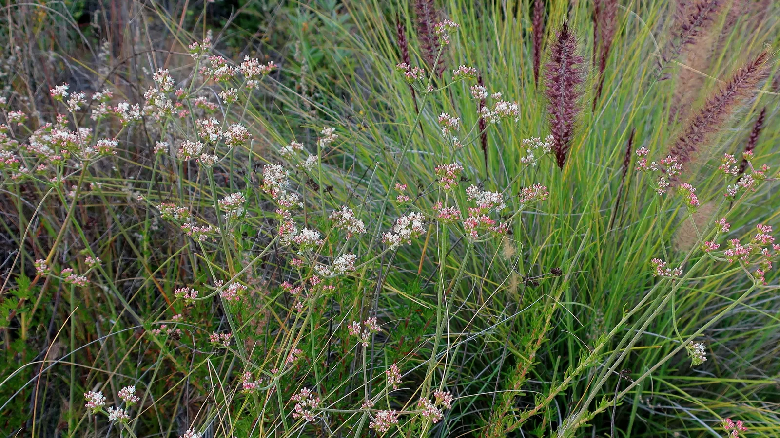 California Buckwheat (Eriogonum Fasciculatum) — drought-tolerant perennial establishes itself with ease