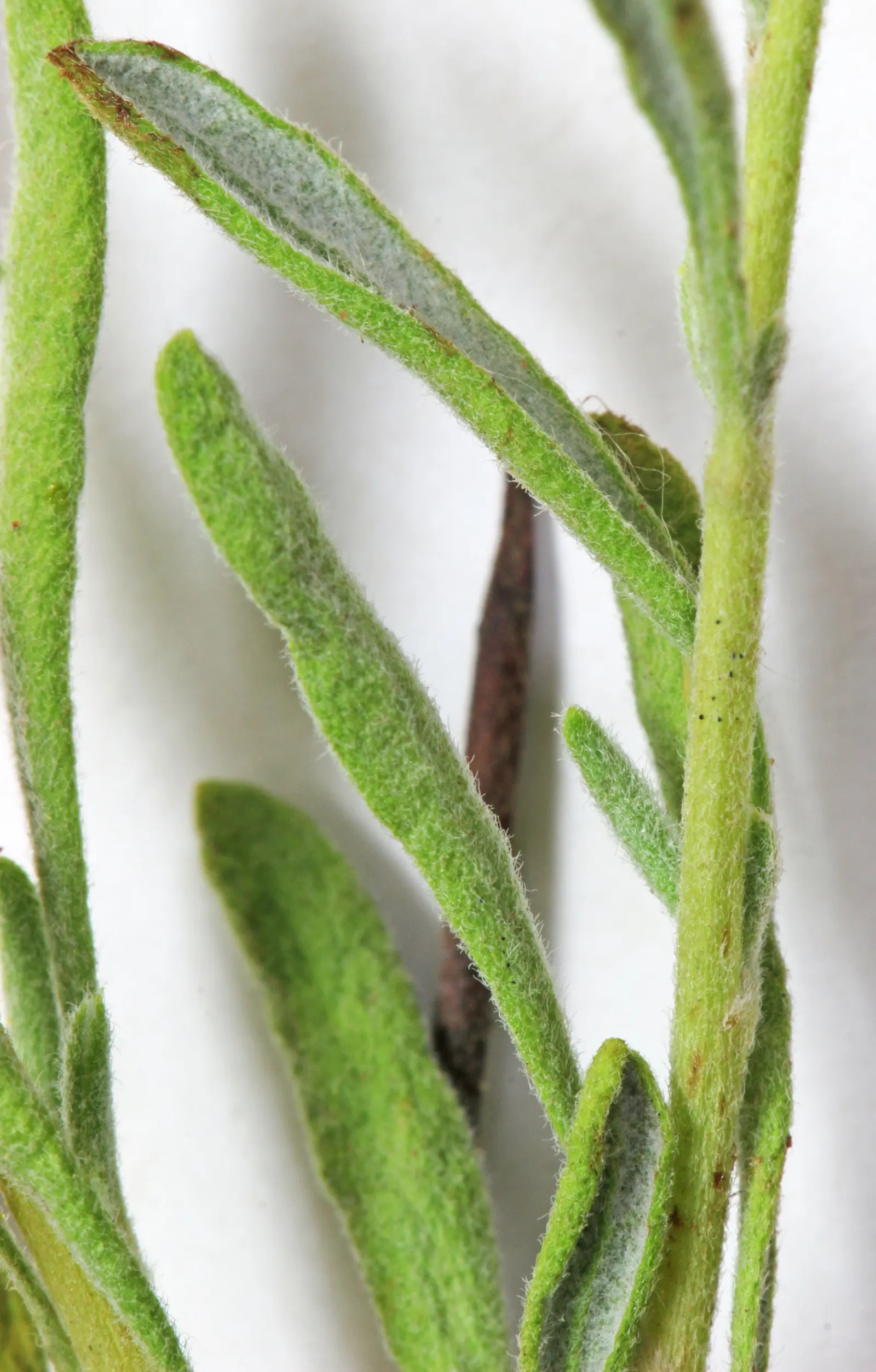 California Buckwheat (Eriogonum Fasciculatum) — shrub with pink and white blooms; eriogonum fasciculatum's water requirement is minimal once established