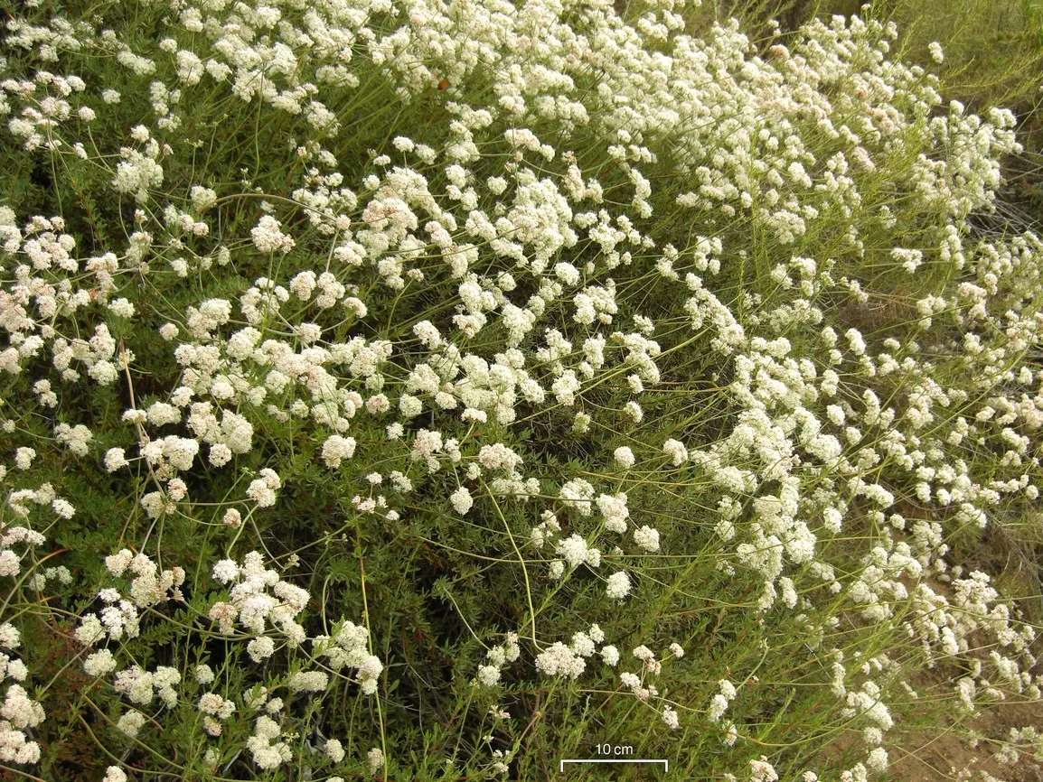 California Buckwheat (Eriogonum Fasciculatum) — The California Buckwheat blooms profusely from late spring through summer; commonly known as, image 100