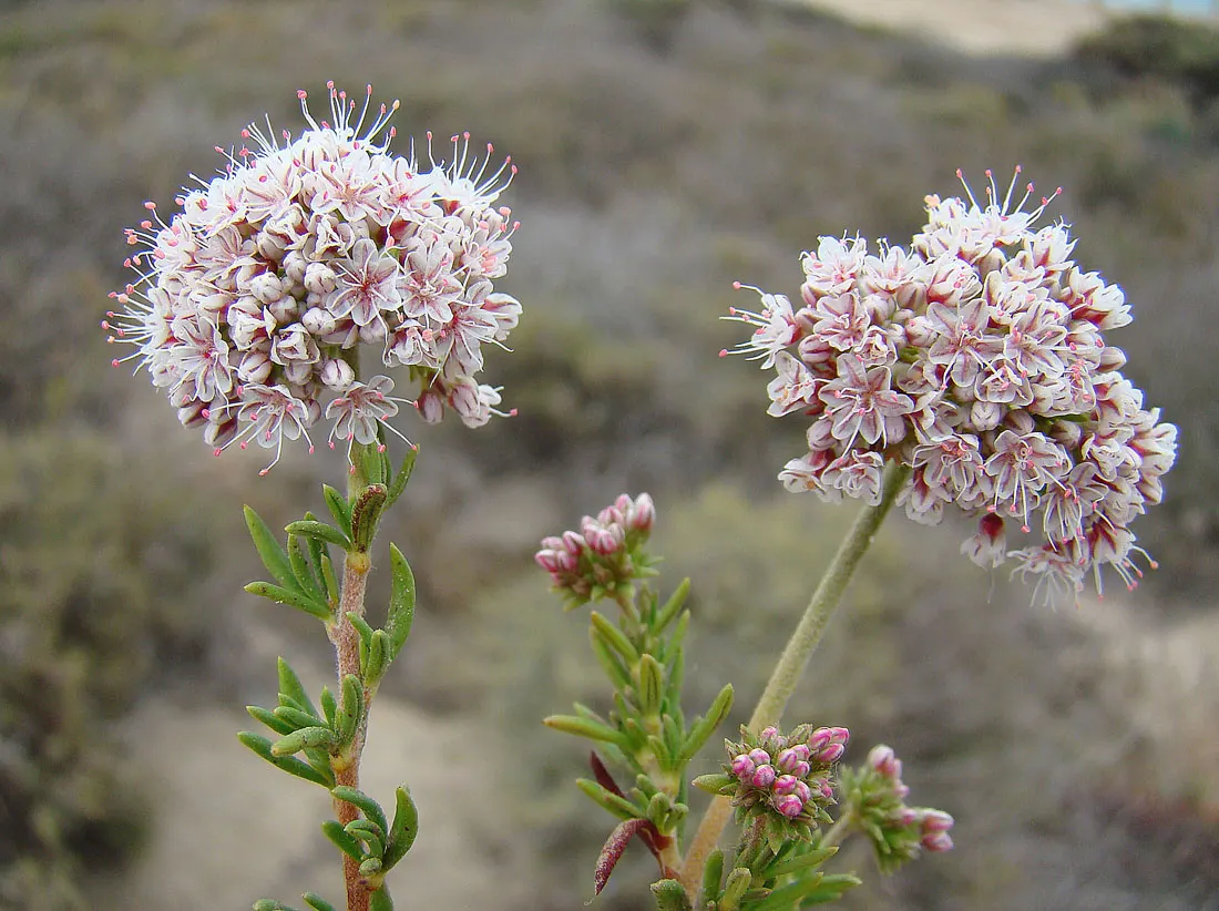 California Buckwheat (Eriogonum Fasciculatum) — thriving in USDA zones 7-10
