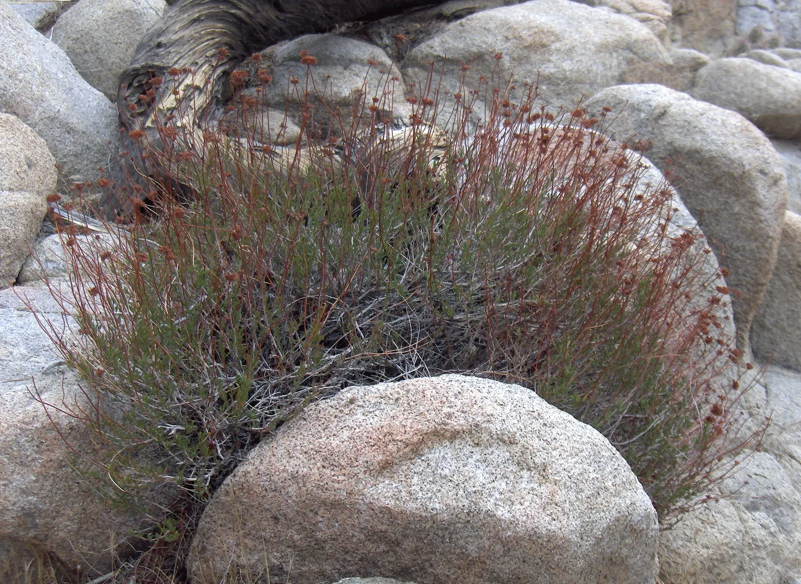 California Buckwheat (Eriogonum Fasciculatum) — This resilient native adapts to various soils, prefers full sun, and is drought-tolerant once, image 92