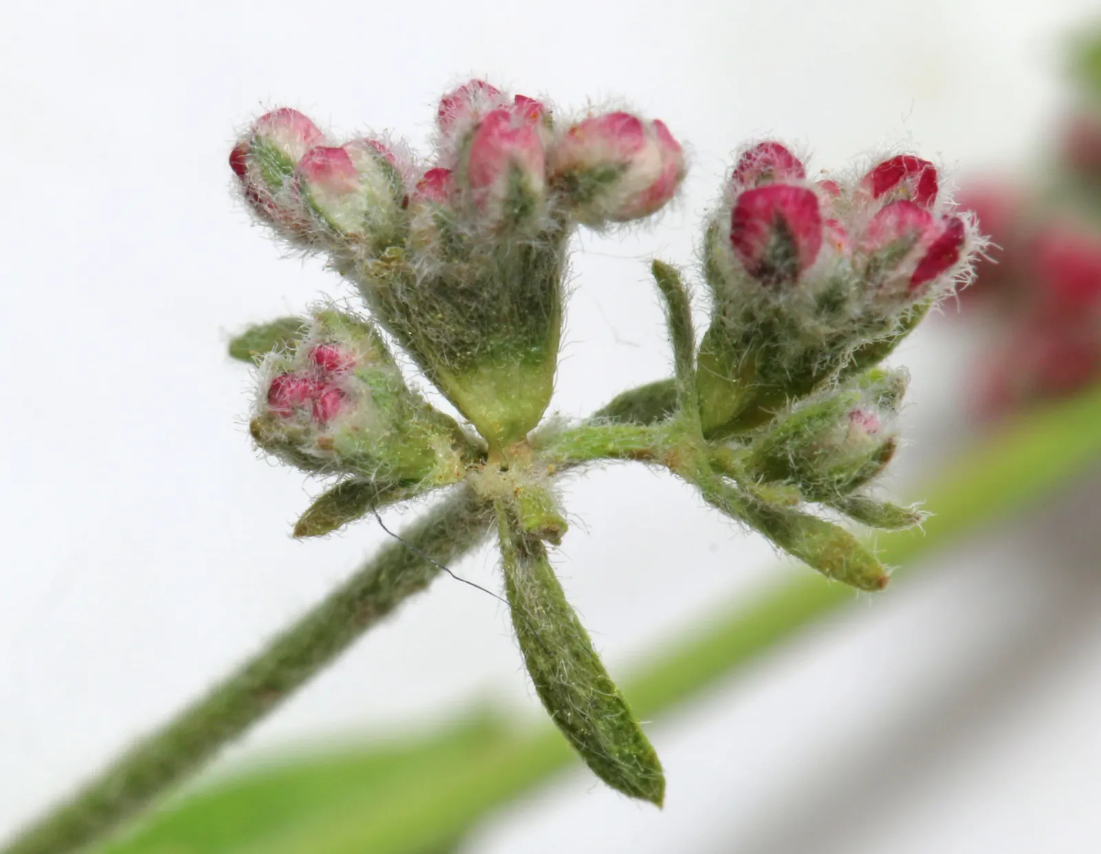 California Buckwheat (Eriogonum Fasciculatum) — in mass plantings for erosion control; it typically reaches 2-3 feet in height and spreads 4-5 feet