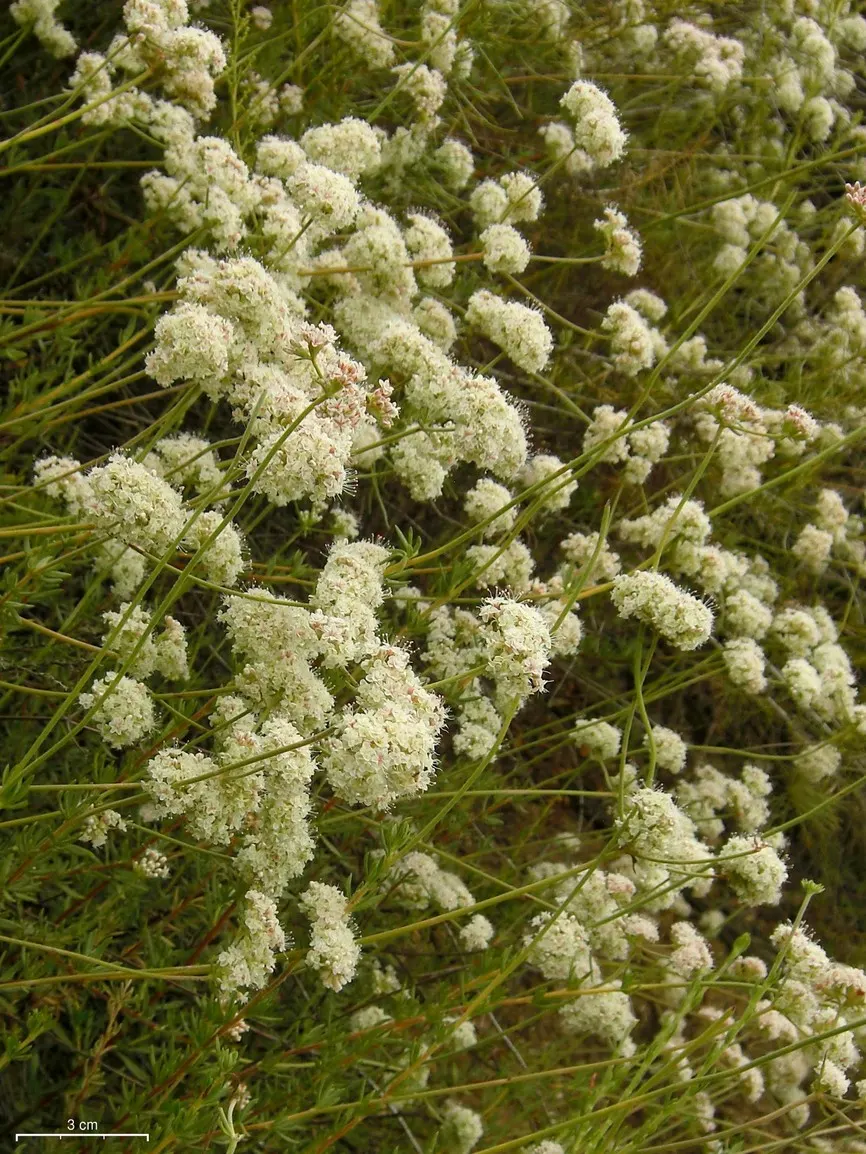 California Buckwheat (Eriogonum Fasciculatum) — and birds.<br><br>Preferring full sun exposure and thriving in well-drained soils; offering, image 105