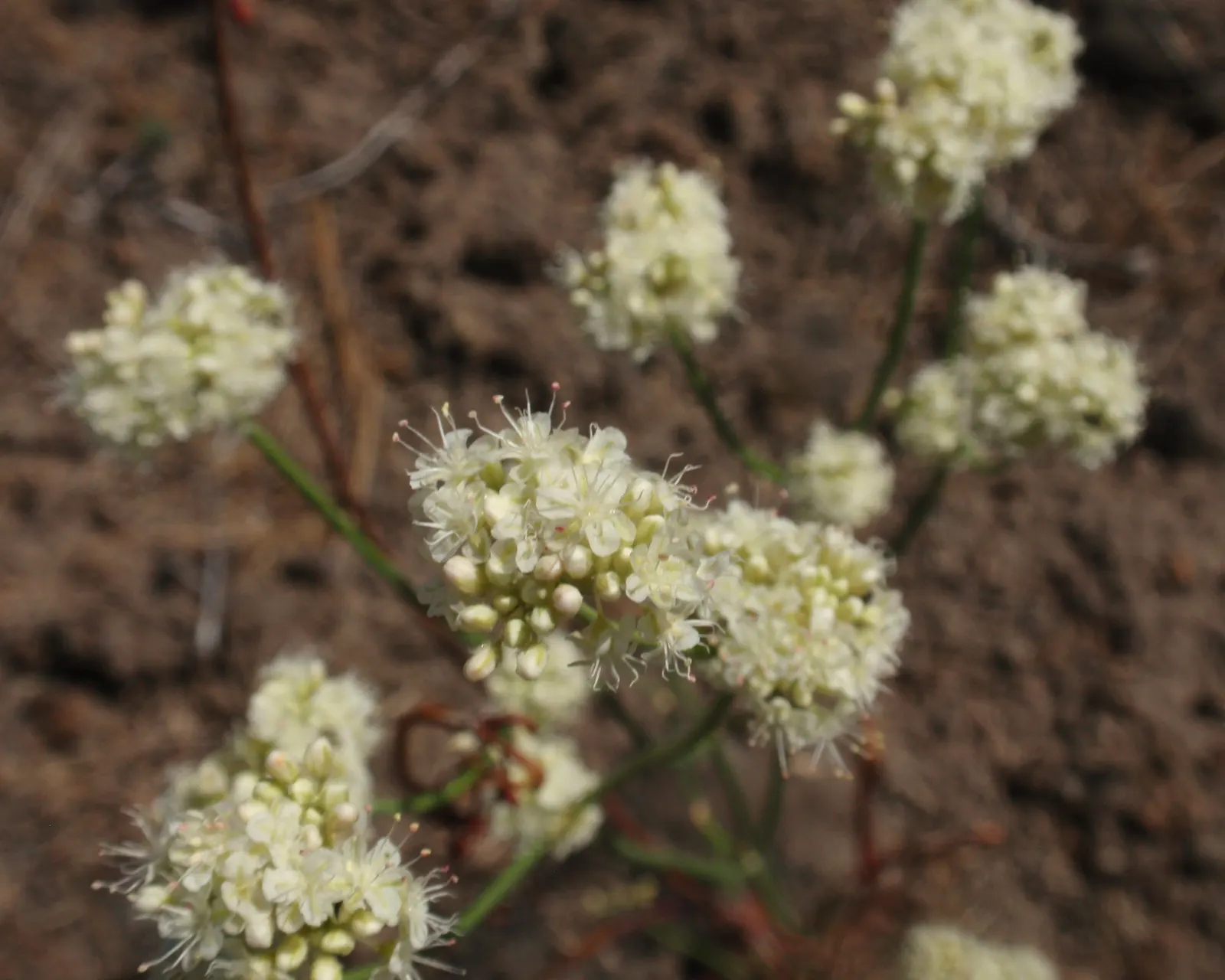 California Buckwheat (Eriogonum Fasciculatum) — This resilient native adapts to various soils, prefers full sun, and is drought-tolerant once, image 34