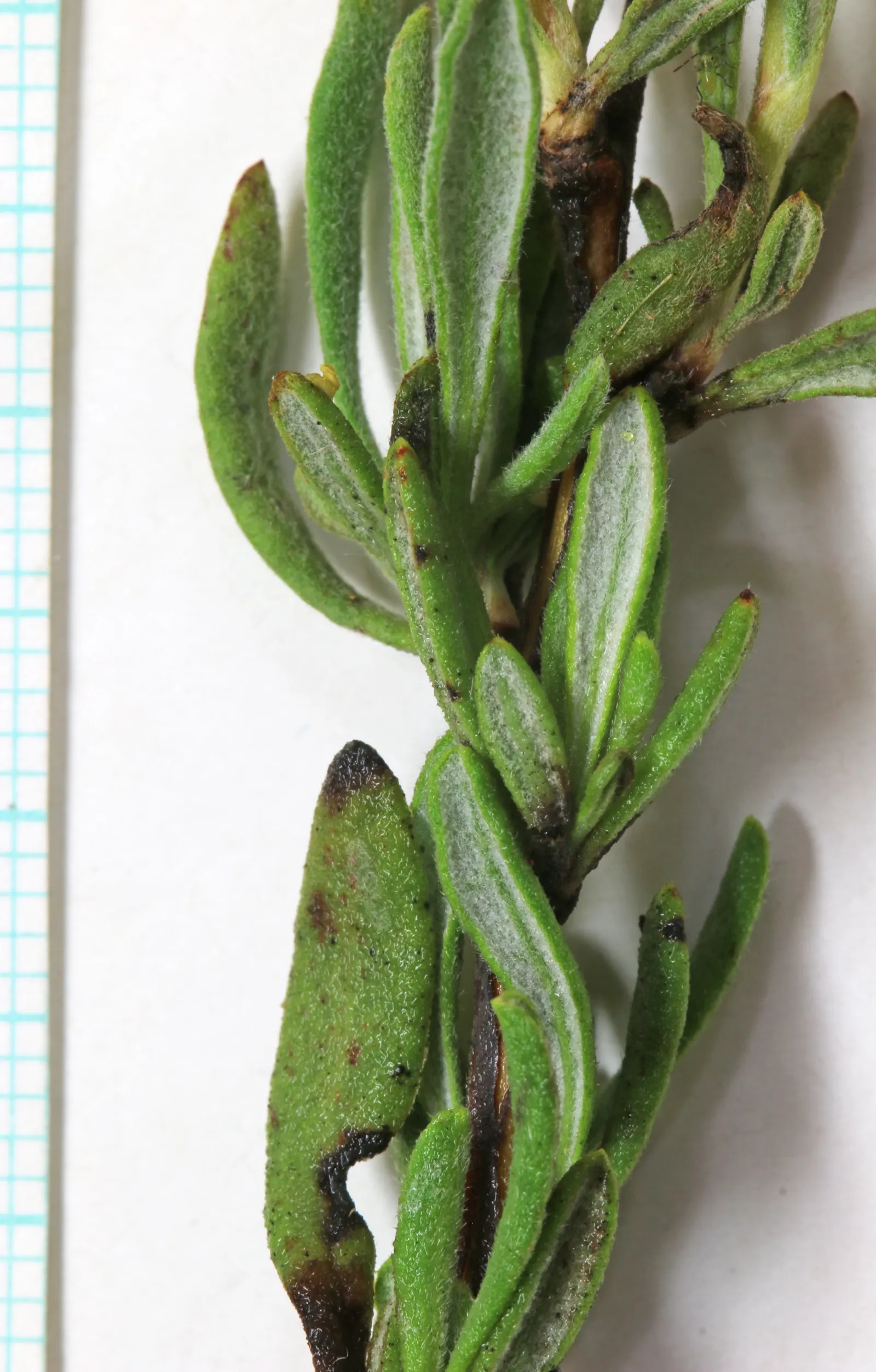 California Buckwheat (Eriogonum Fasciculatum) — It typically reaches 2-3 feet in height and spreads 4-5 feet; reaching heights of 2 to 4 feet and, image 64