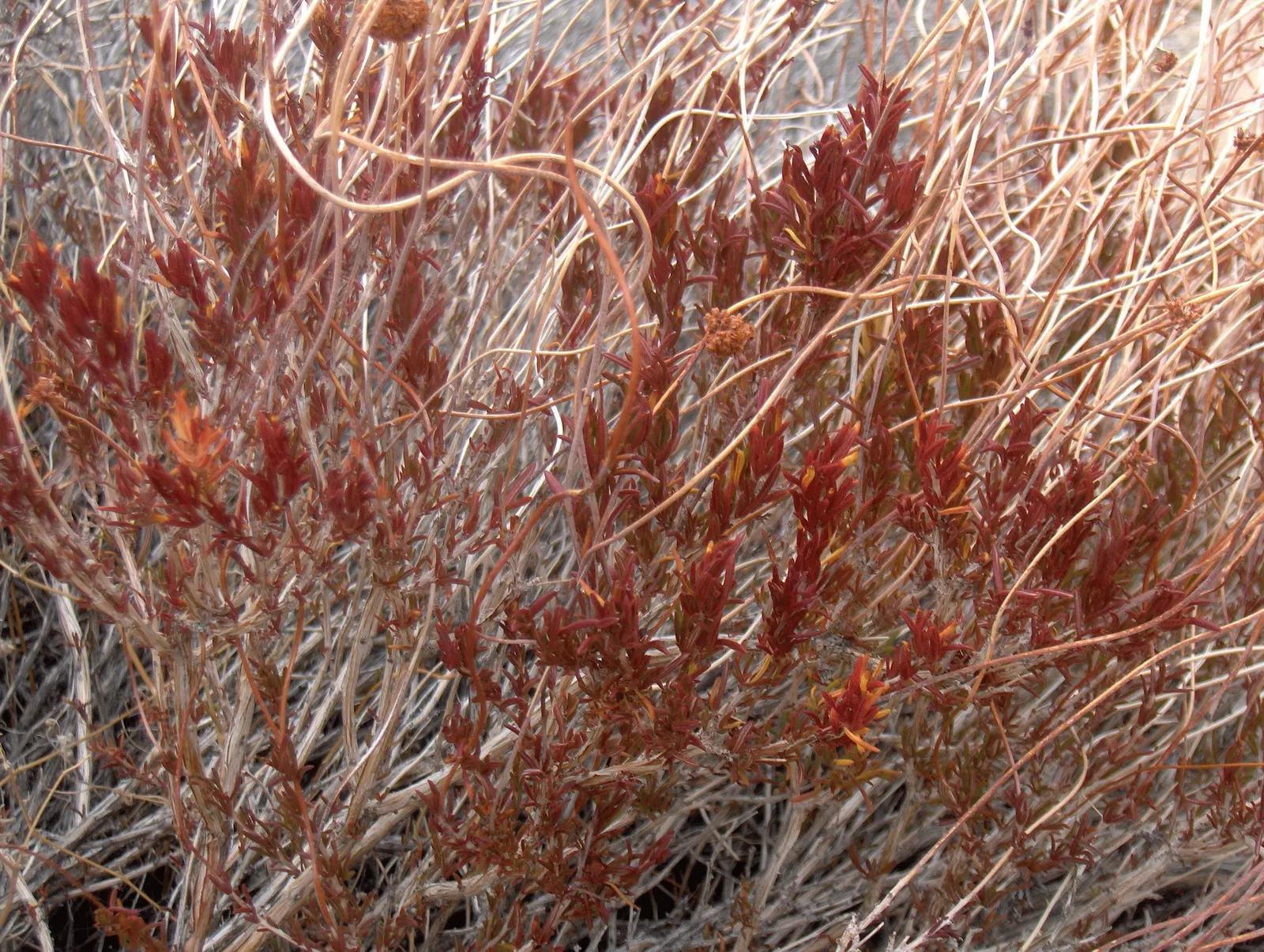 California Buckwheat (Eriogonum Fasciculatum) — or as a resilient border that invites local fauna; the California Buckwheat blooms profusely from, image 81
