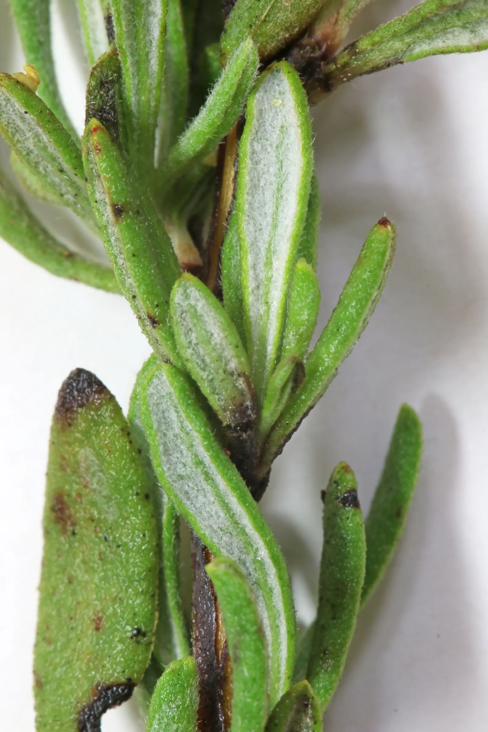 California Buckwheat (Eriogonum Fasciculatum) — with a unique attribute of being green above and white to rust-colored beneath; or as a resilient border that
