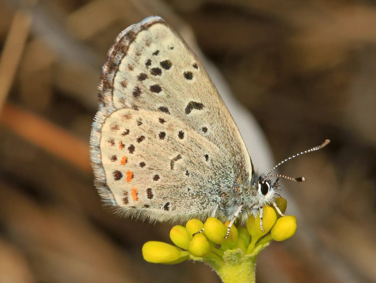 California Buckwheat (Eriogonum Fasciculatum) — With its ecological benefits and low maintenance
