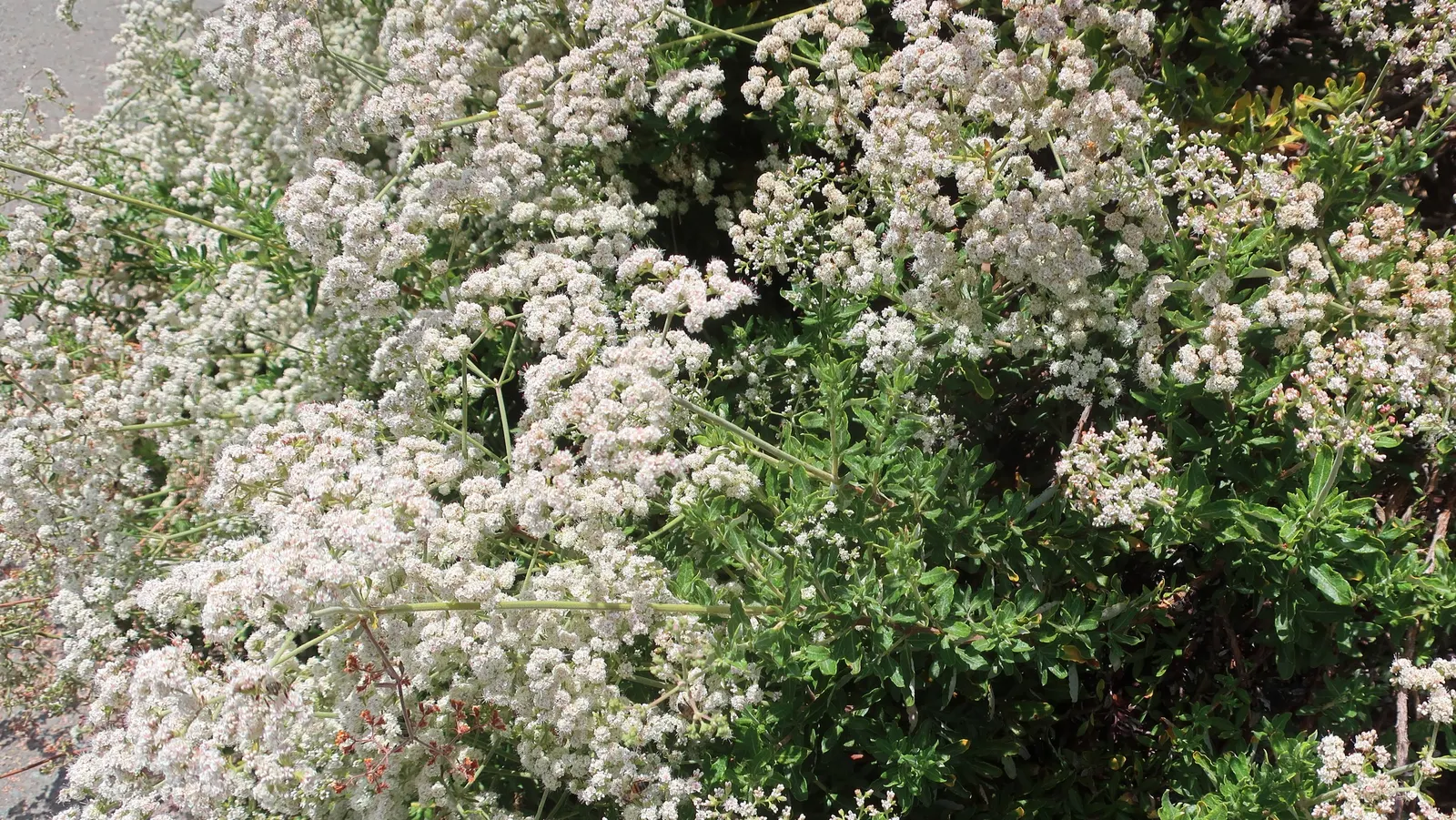 California Buckwheat (Eriogonum Fasciculatum) — and birds.<br><br>Preferring full sun exposure and thriving in well-drained soils
