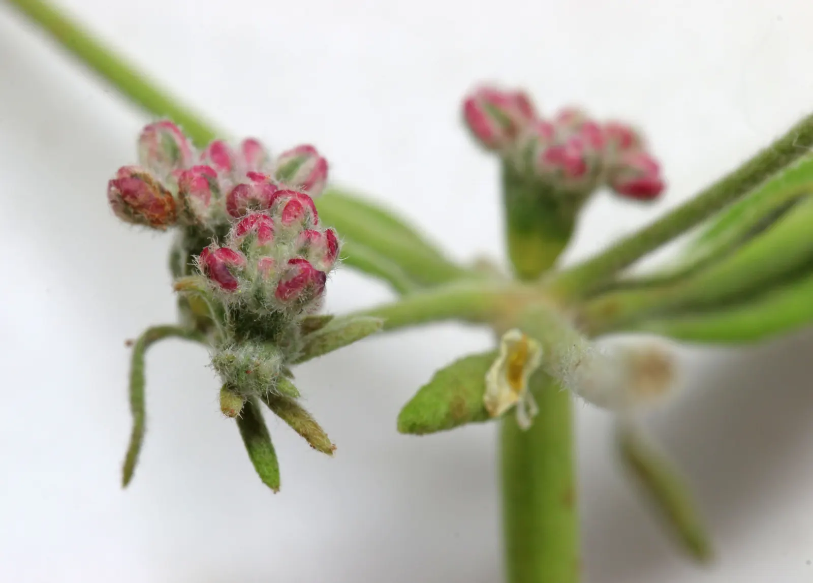 California Buckwheat (Eriogonum Fasciculatum) — are a magnet for a plethora of pollinators; shrub for full or half, image 75