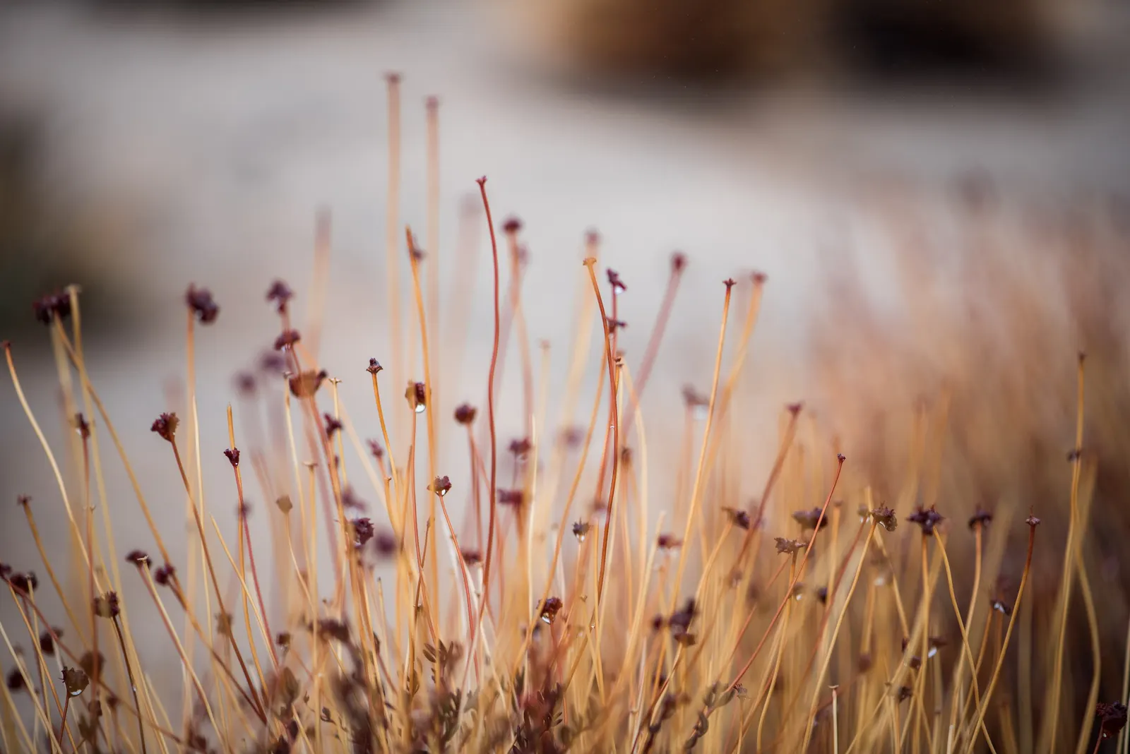 California Buckwheat (Eriogonum Fasciculatum) — shrub for full or half; california Buckwheat is an exceptional choice for creating a sustainable, image 87