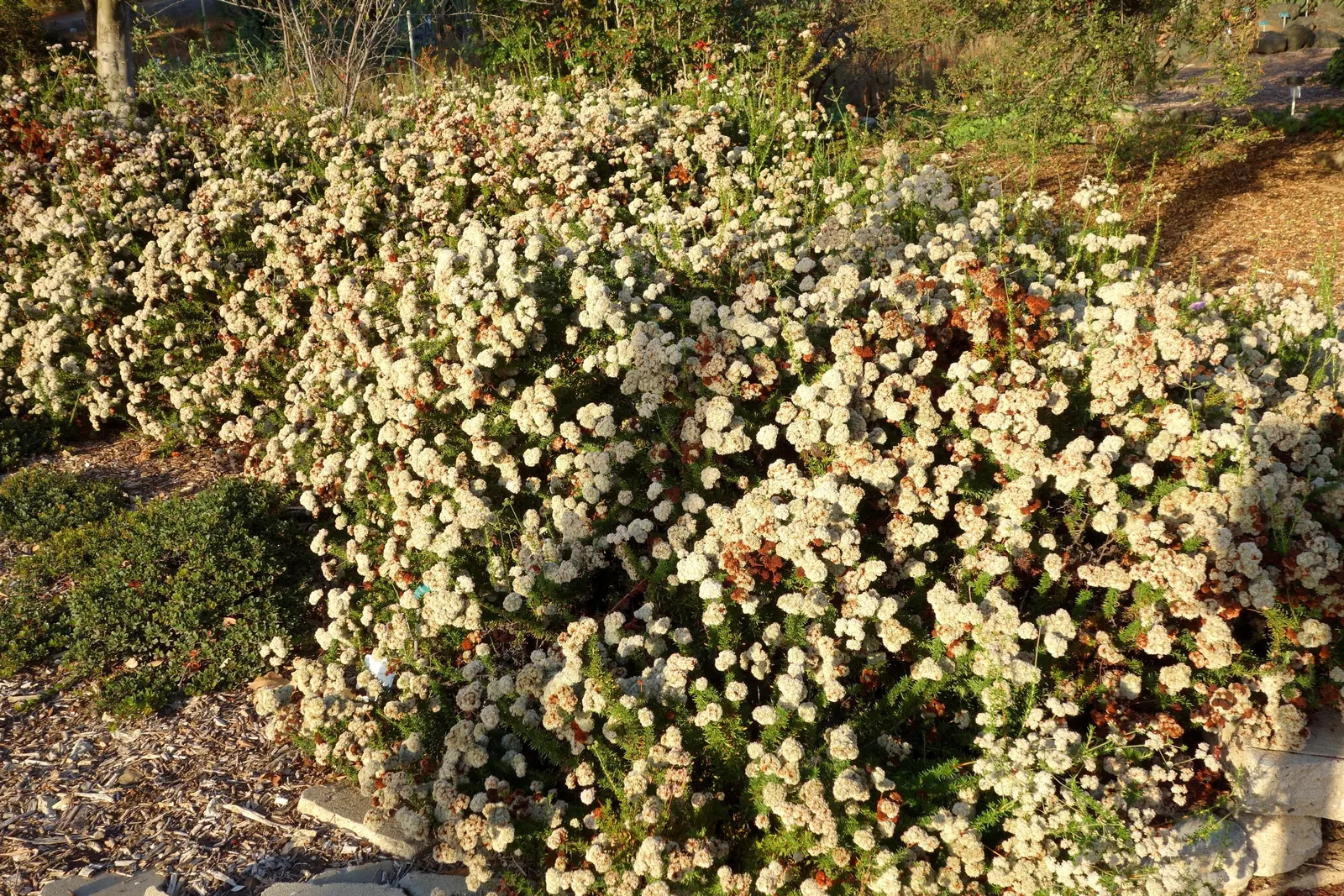 California Buckwheat (Eriogonum Fasciculatum) — It features clusters of white to pink flowers, which bloom from June to October, attracting, image 120
