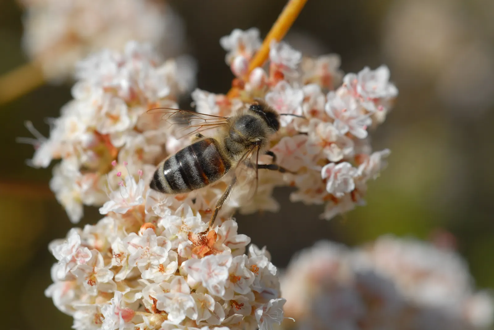 California Buckwheat (Eriogonum Fasciculatum) — Additionally, it can serve as an effective fire-resistant planting when properly maintained, image 111