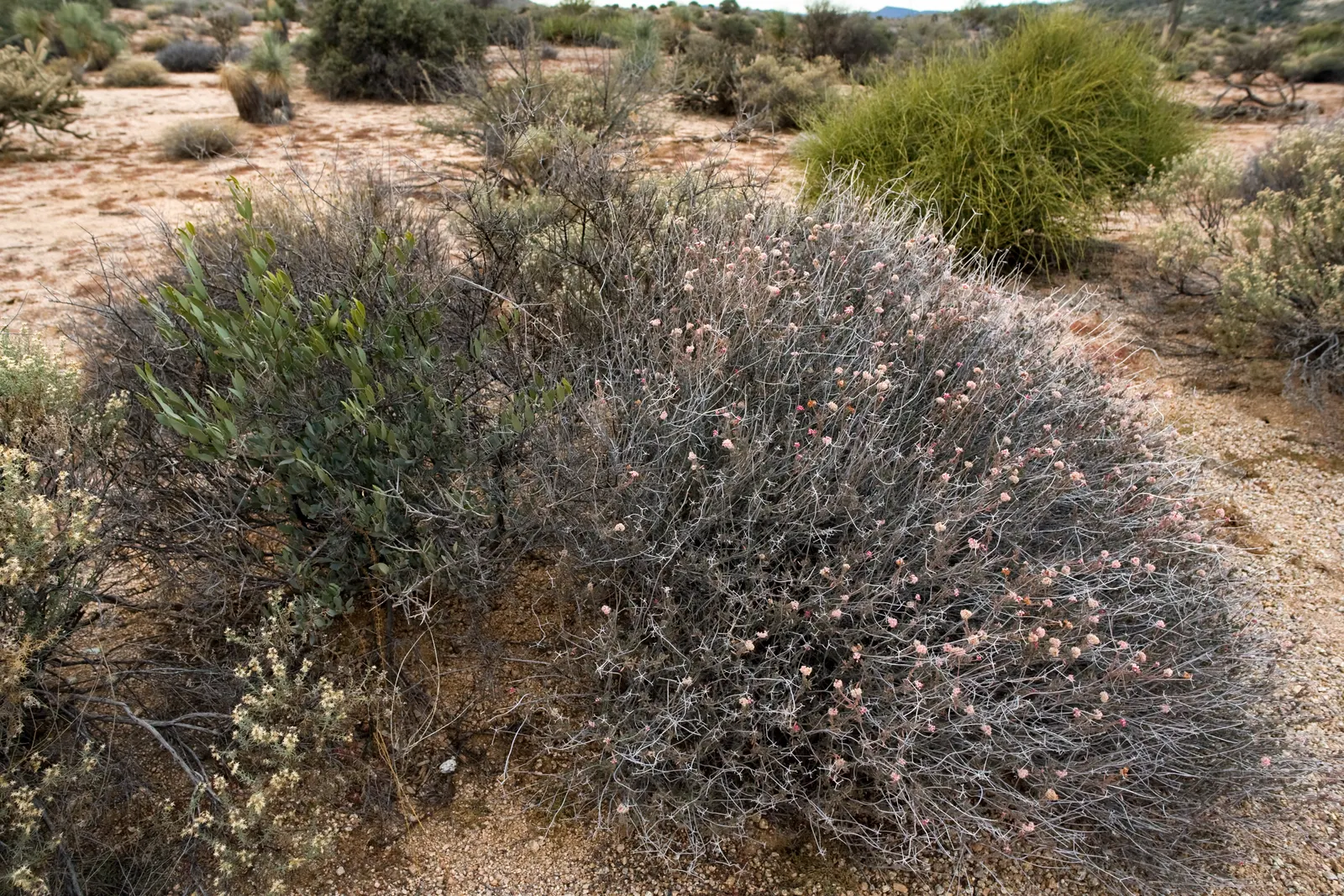 California Buckwheat (Eriogonum Fasciculatum) — California Buckwheat is an exceptional choice for creating a sustainable and enchanting garden, image 113
