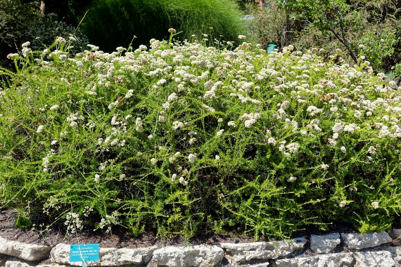 California Buckwheat (Eriogonum Fasciculatum) — adding visual interest and an evolving palette of color, image 44