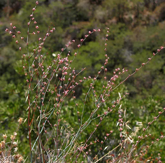 California Buckwheat (Eriogonum Fasciculatum) — consider utilizing it as a foundational plant for native gardens; shrub with pink and white blooms