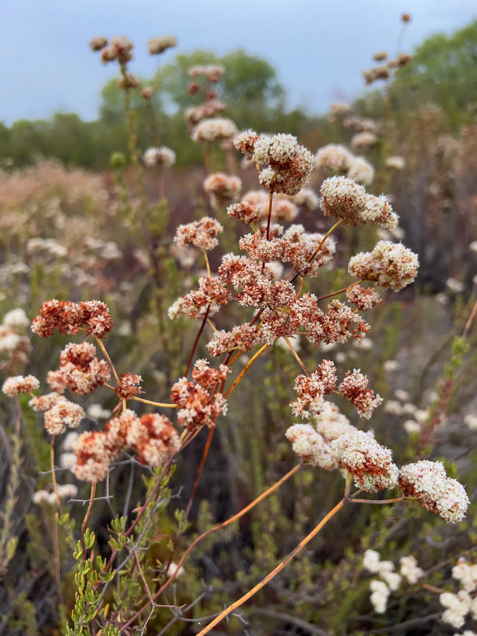California Buckwheat (Eriogonum Fasciculatum) — are a magnet for a plethora of pollinators; shrub for full or half